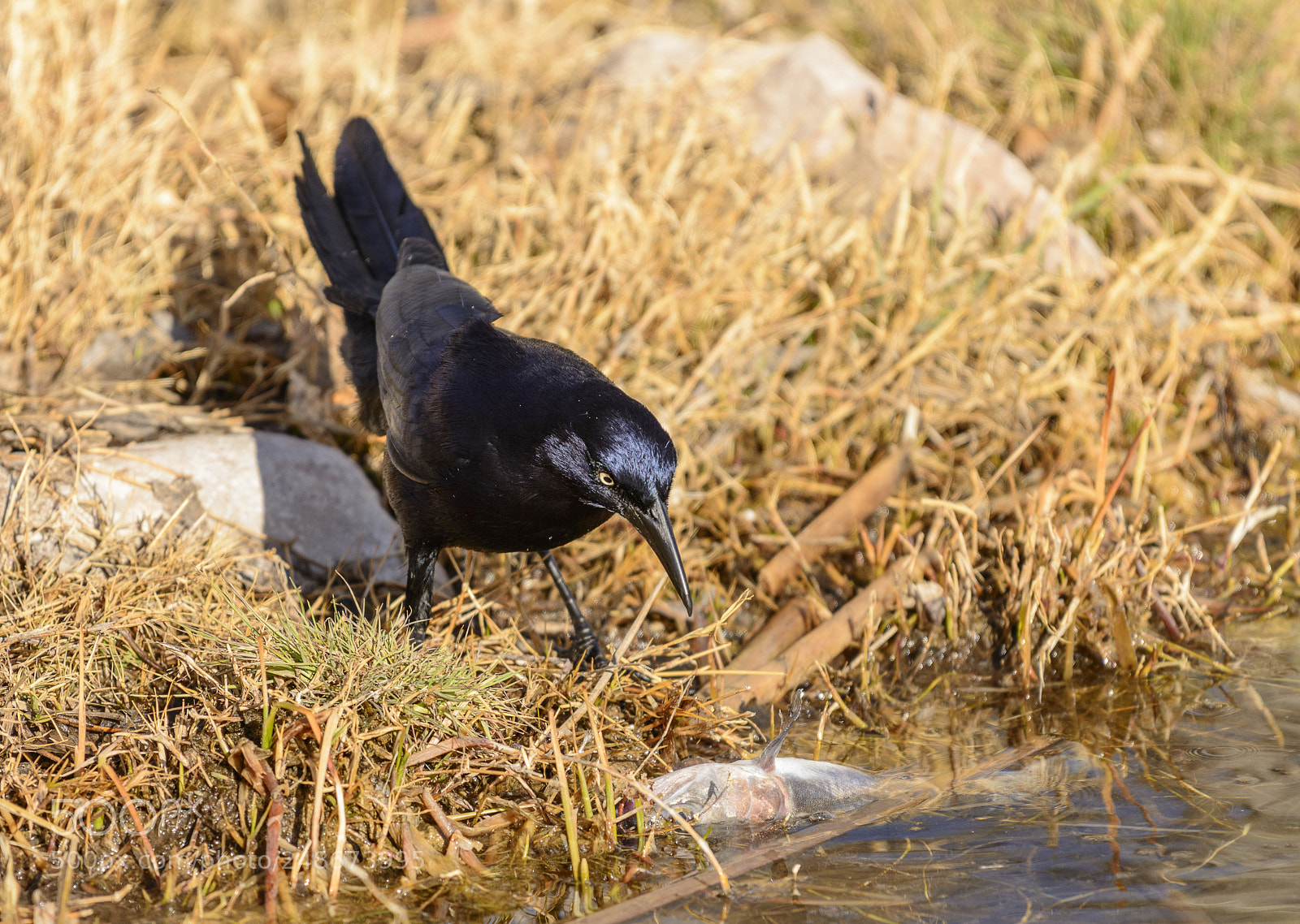 Nikon D800 sample photo. Rusty blackbird discovering dead photography