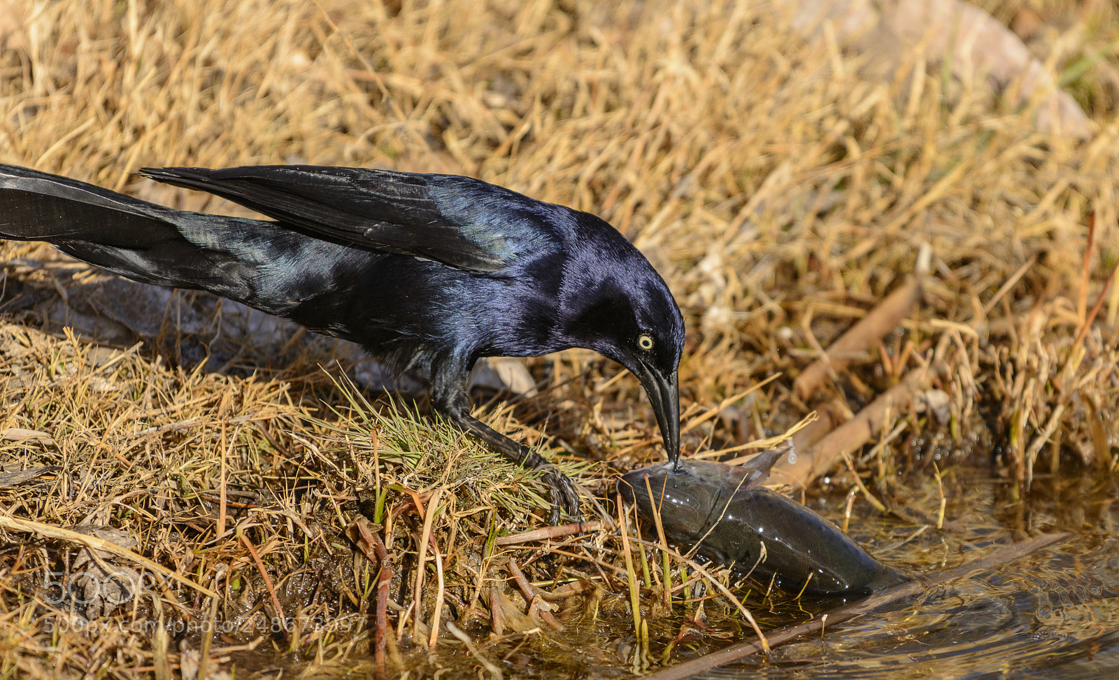 Nikon D800 sample photo. Rusty blackbird feeding on photography