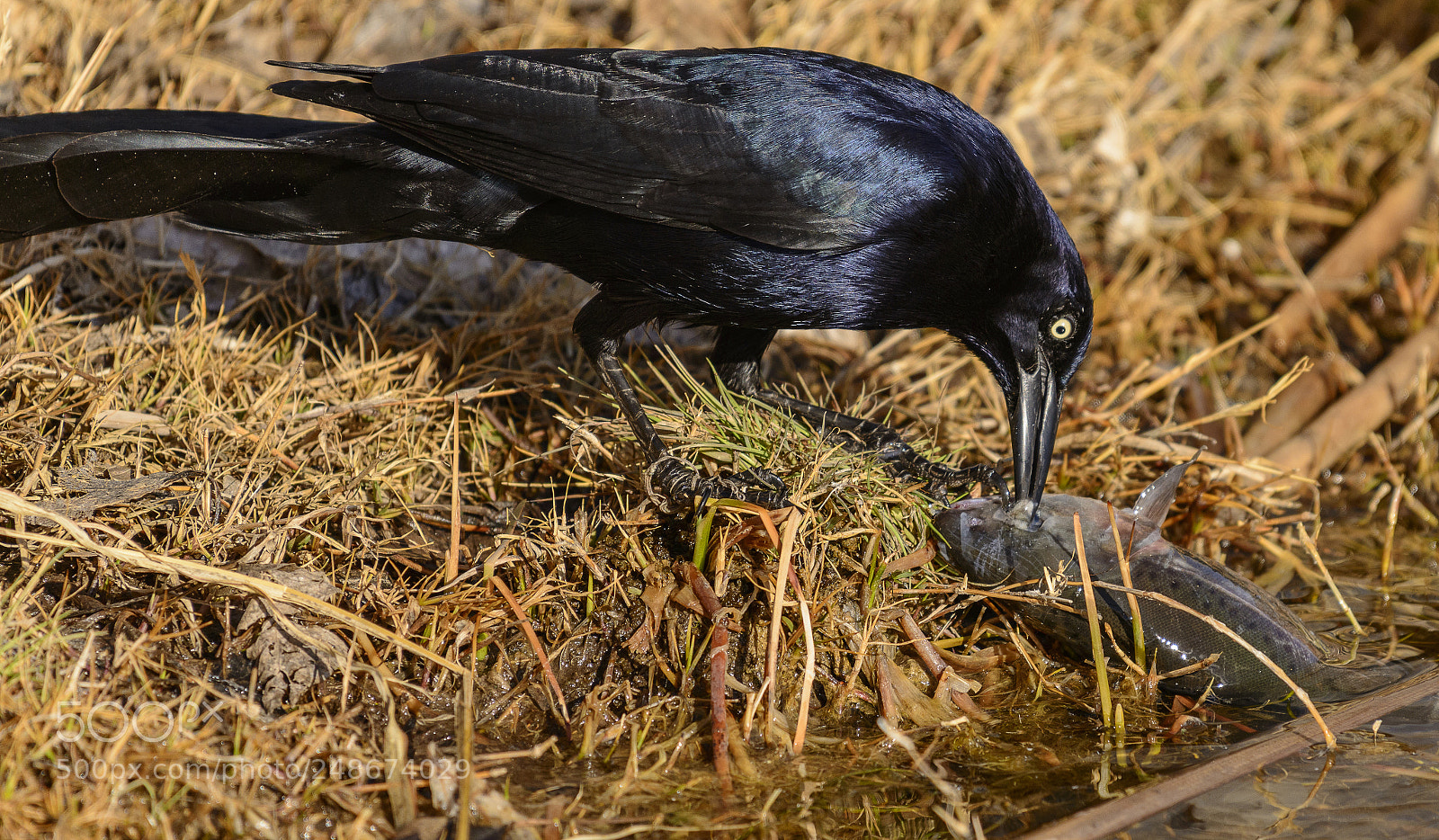 Nikon D800 sample photo. Rusty blackbird feeding on photography
