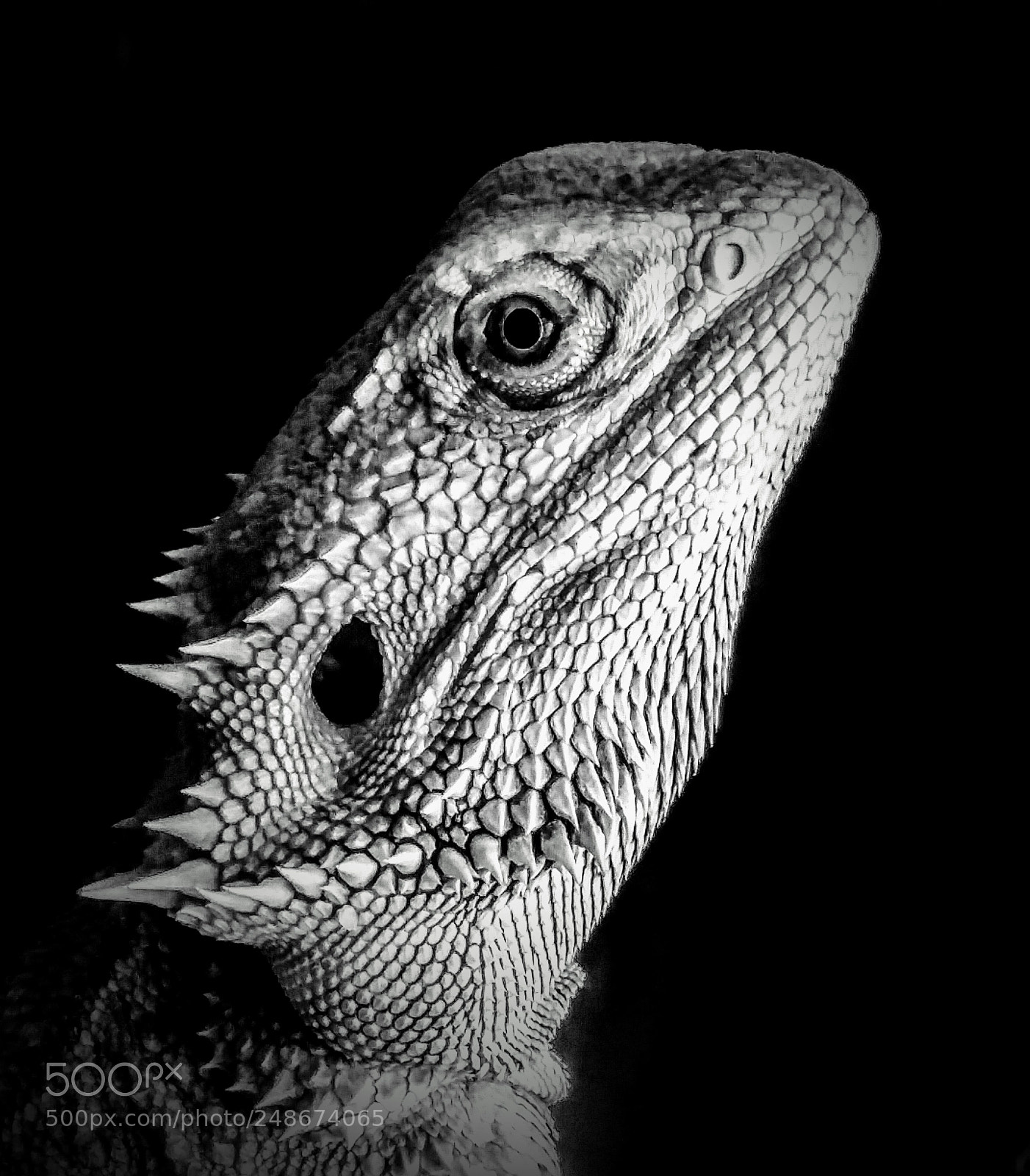 Samsung Galaxy S5 sample photo. Spike photography
