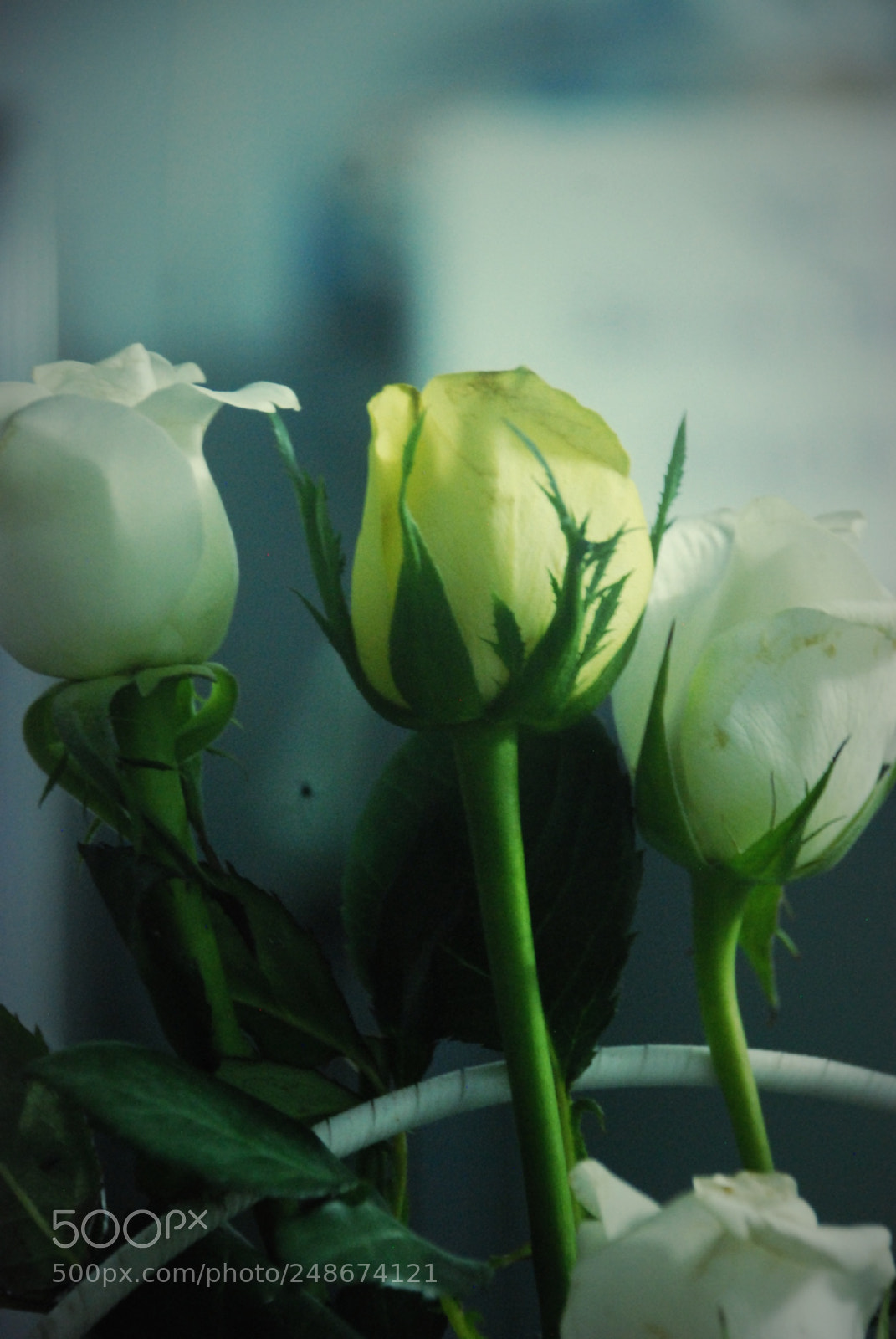 Nikon D80 sample photo. Rose photography