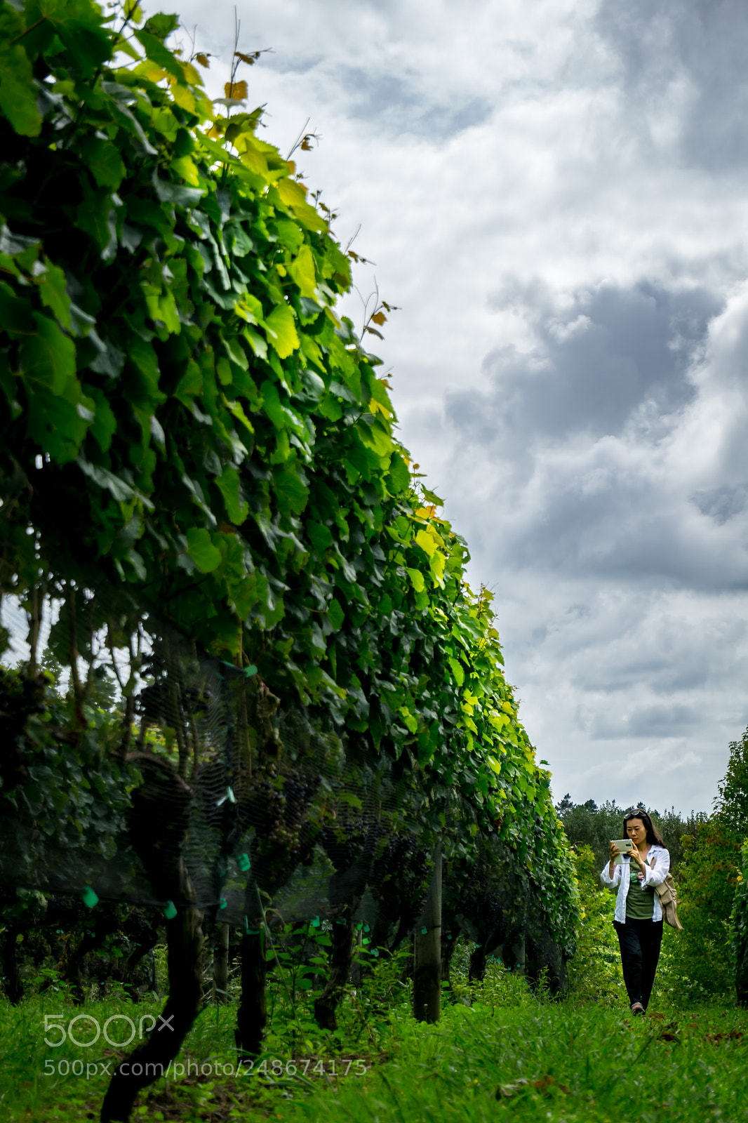 Sony a5100 sample photo. Vine yard photography