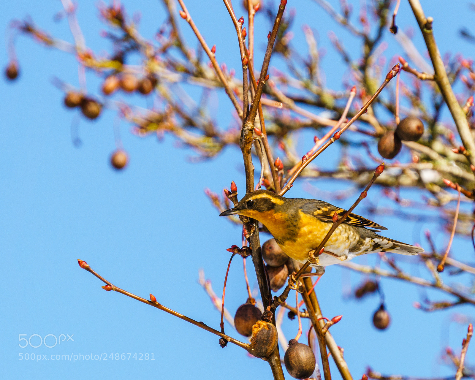 Sony a6000 sample photo. Varied thrush photography
