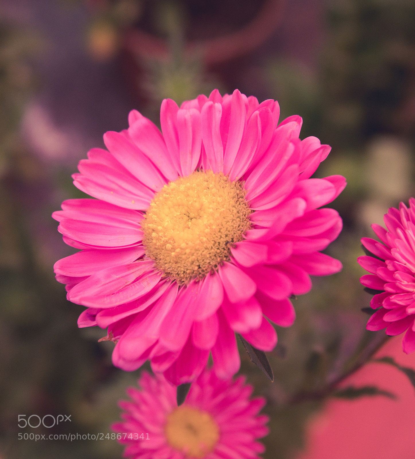 Nikon D850 sample photo. Untitled photography