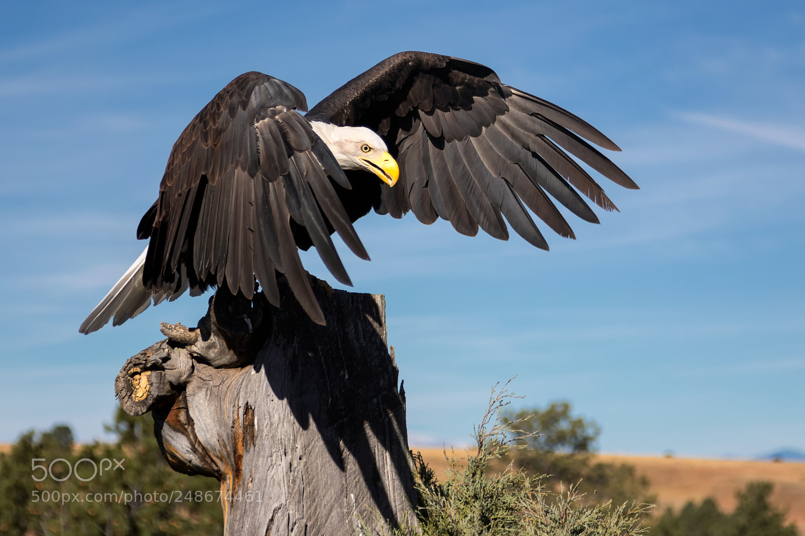 Canon EOS 7D Mark II sample photo. The elegant touchdown photography