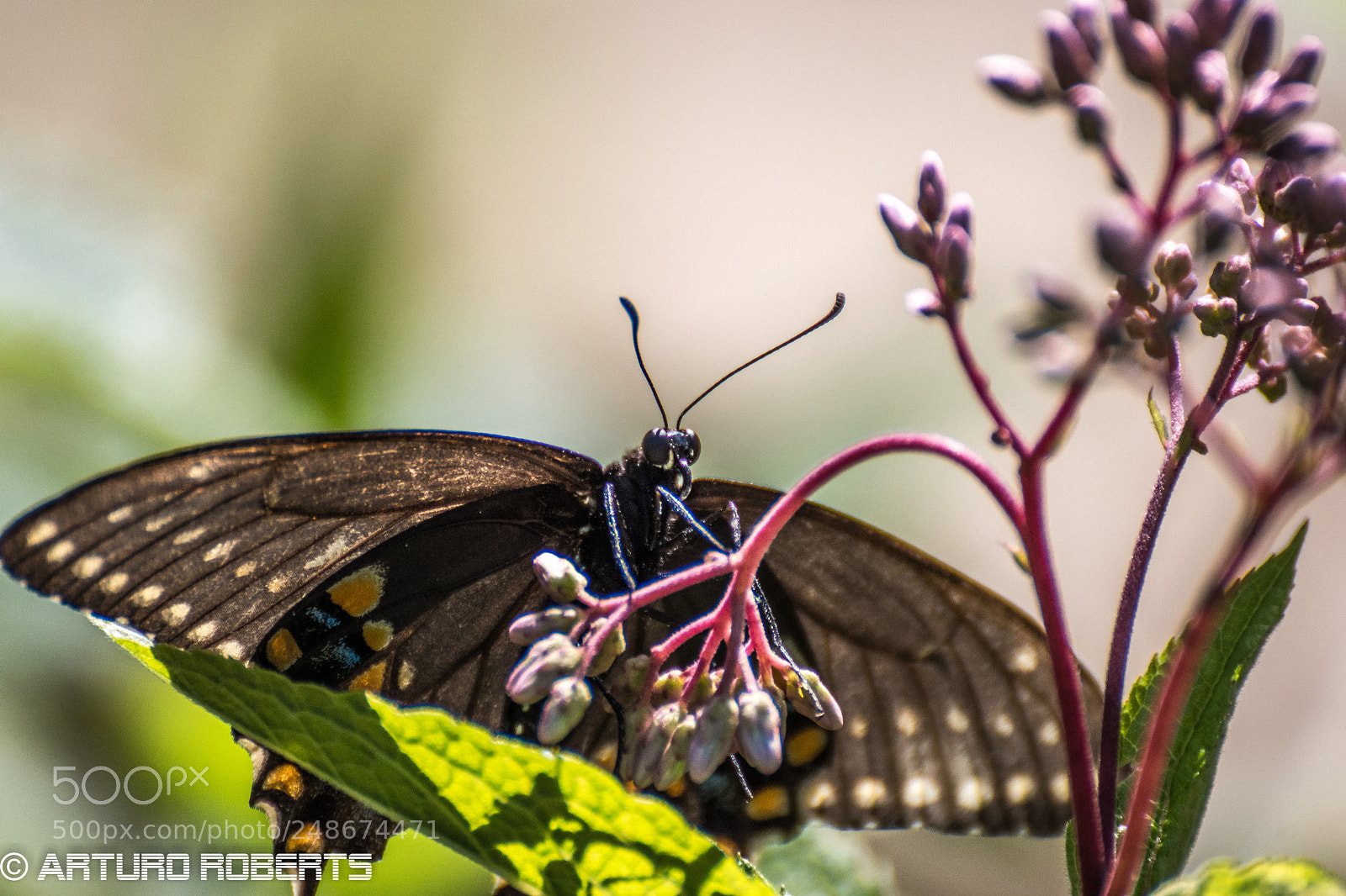 Nikon D5500 sample photo. Butterfly6 photography