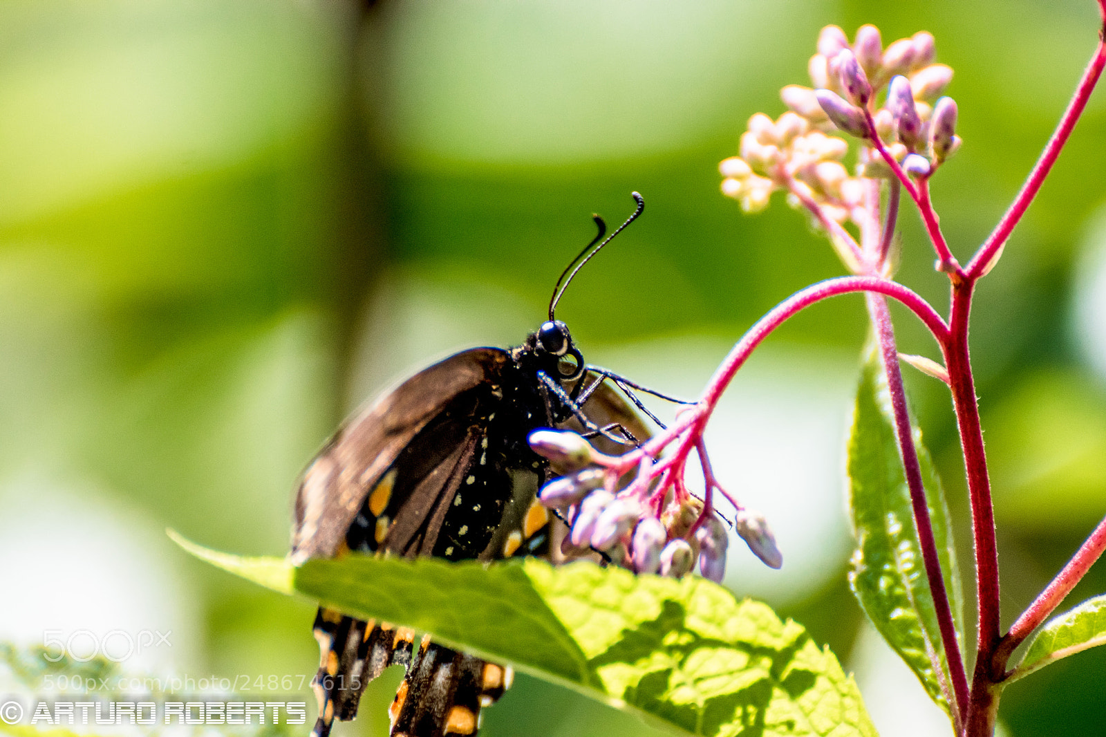 Nikon D5500 sample photo. Butterfly 5 photography