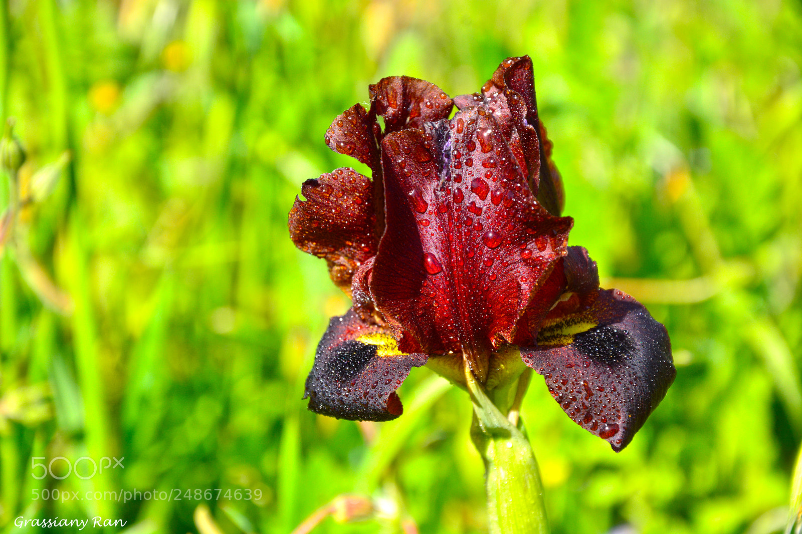 Nikon D7100 sample photo. Buenos dias mundo photography