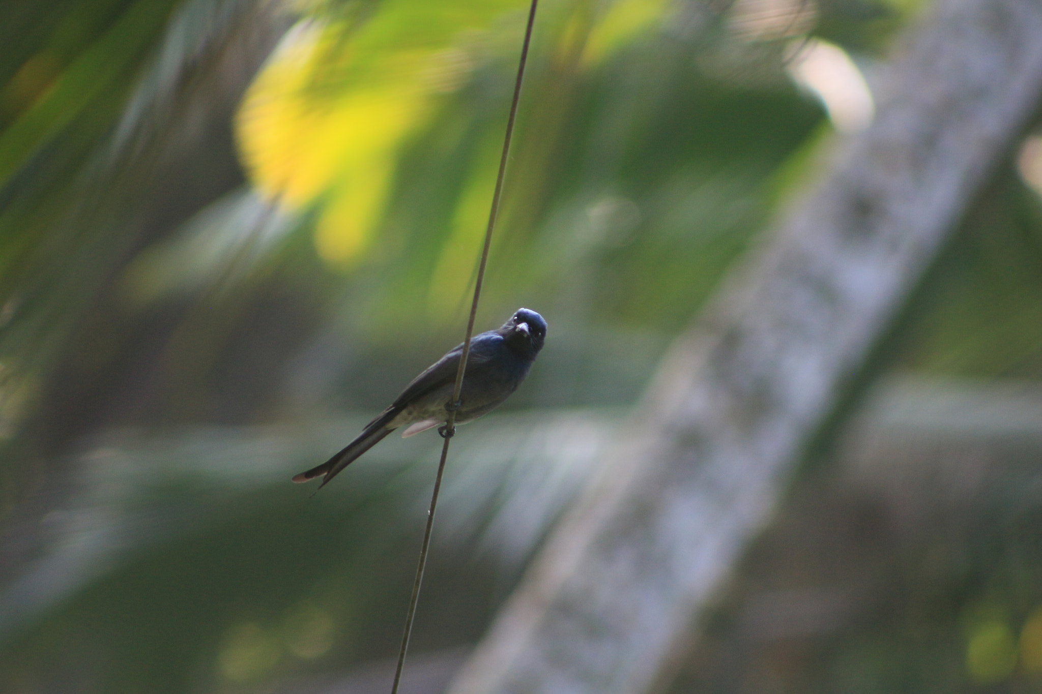 Canon EF 75-300mm f/4-5.6 sample photo. Black drongo photography