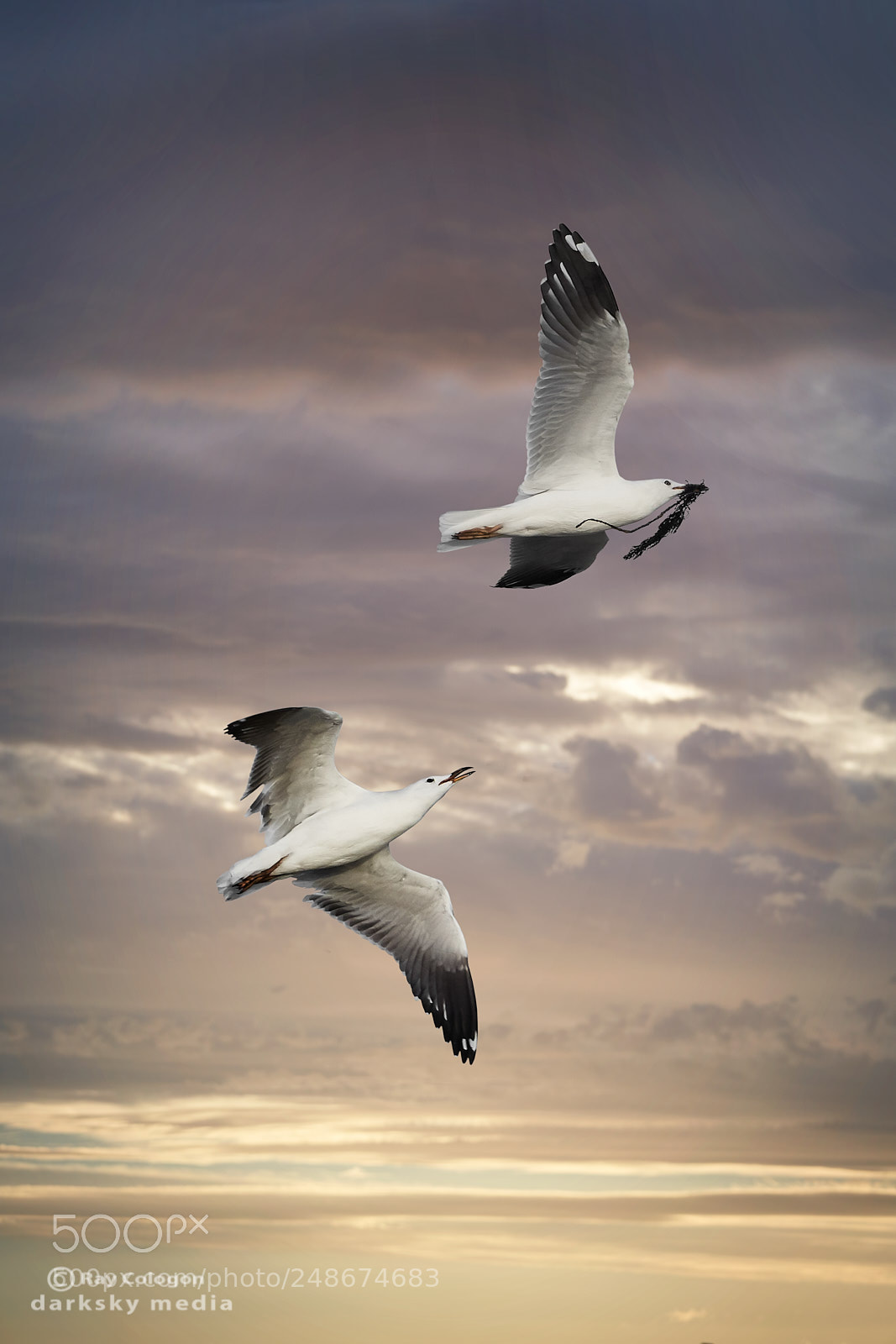 Sony a7R III sample photo. Winged weed thief photography
