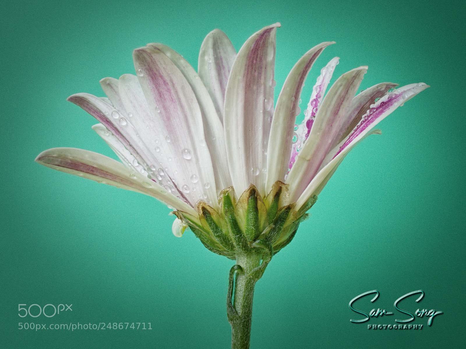 Olympus OM-D E-M10 III sample photo. Chrysanthemum photography