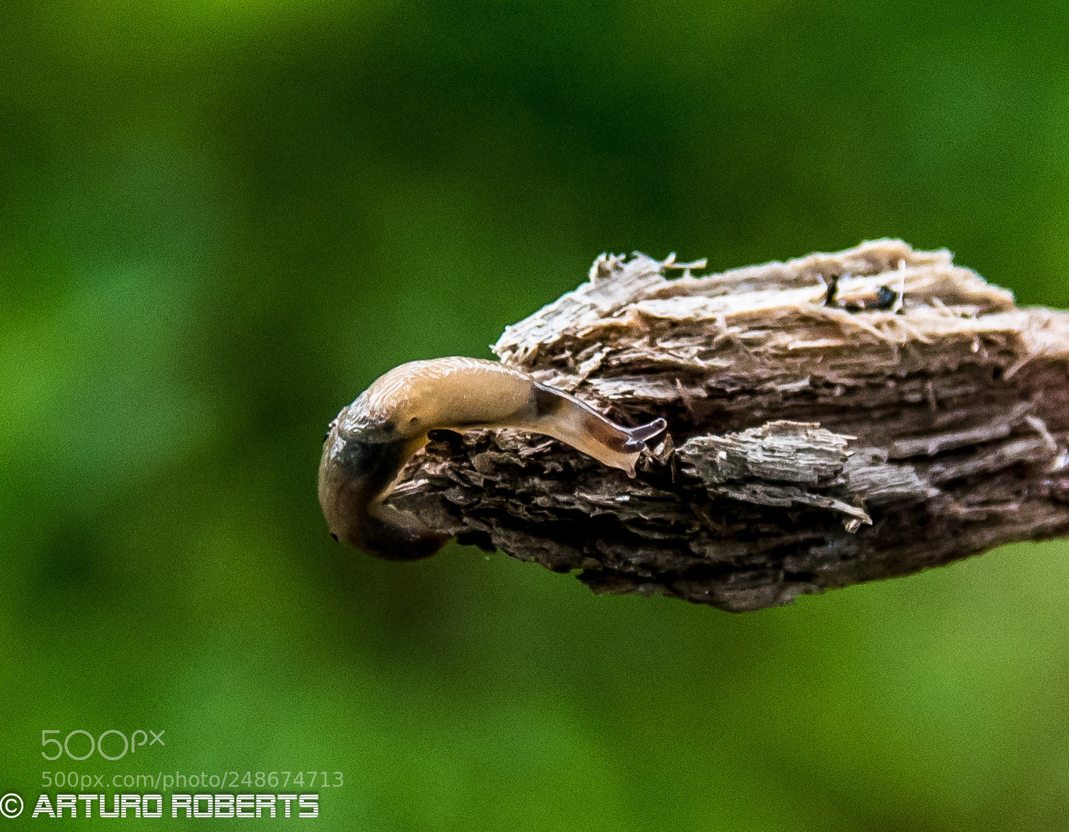 Nikon D5500 sample photo. Slug photography