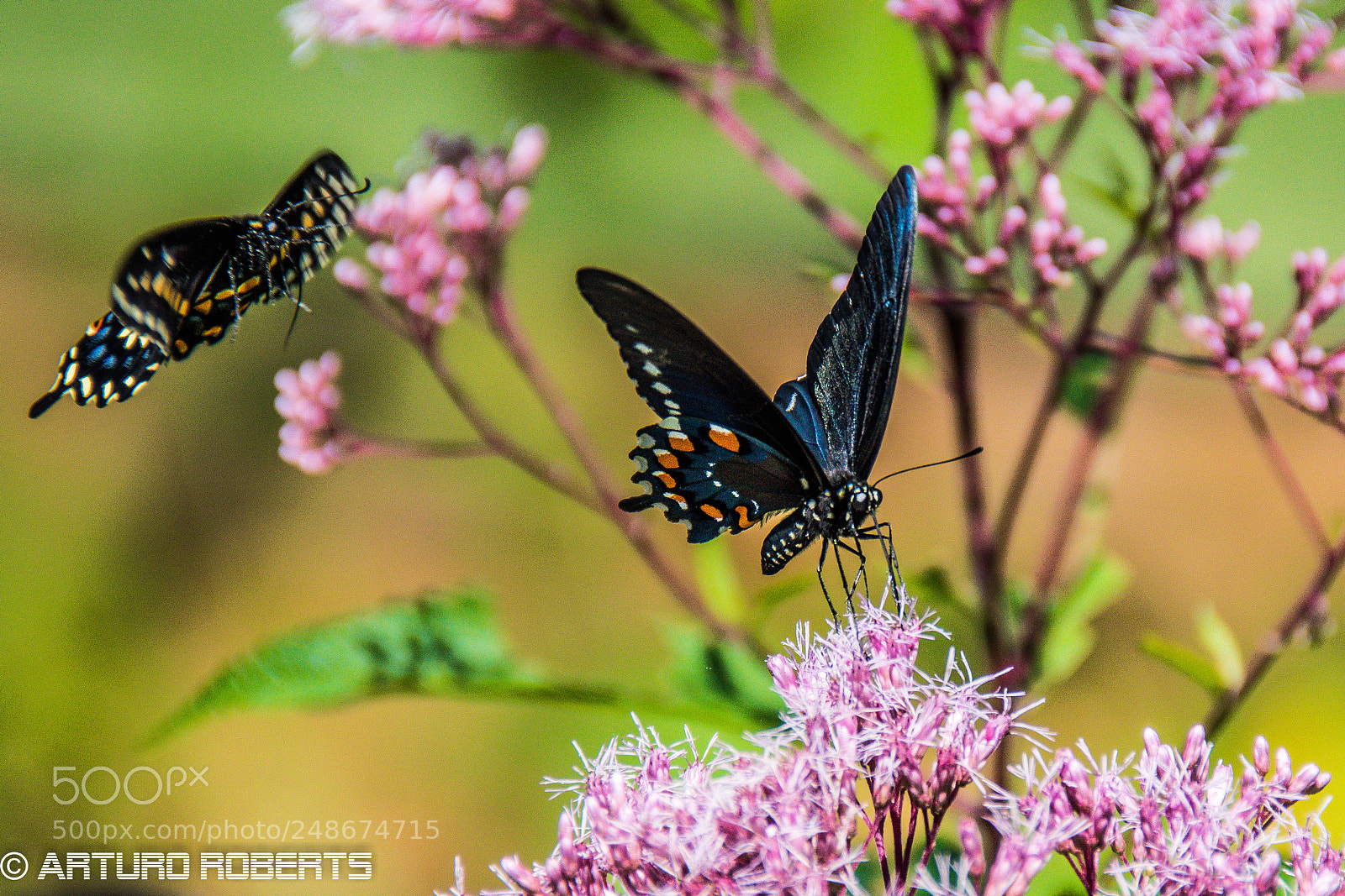 Nikon D5500 sample photo. Butterfly7 photography