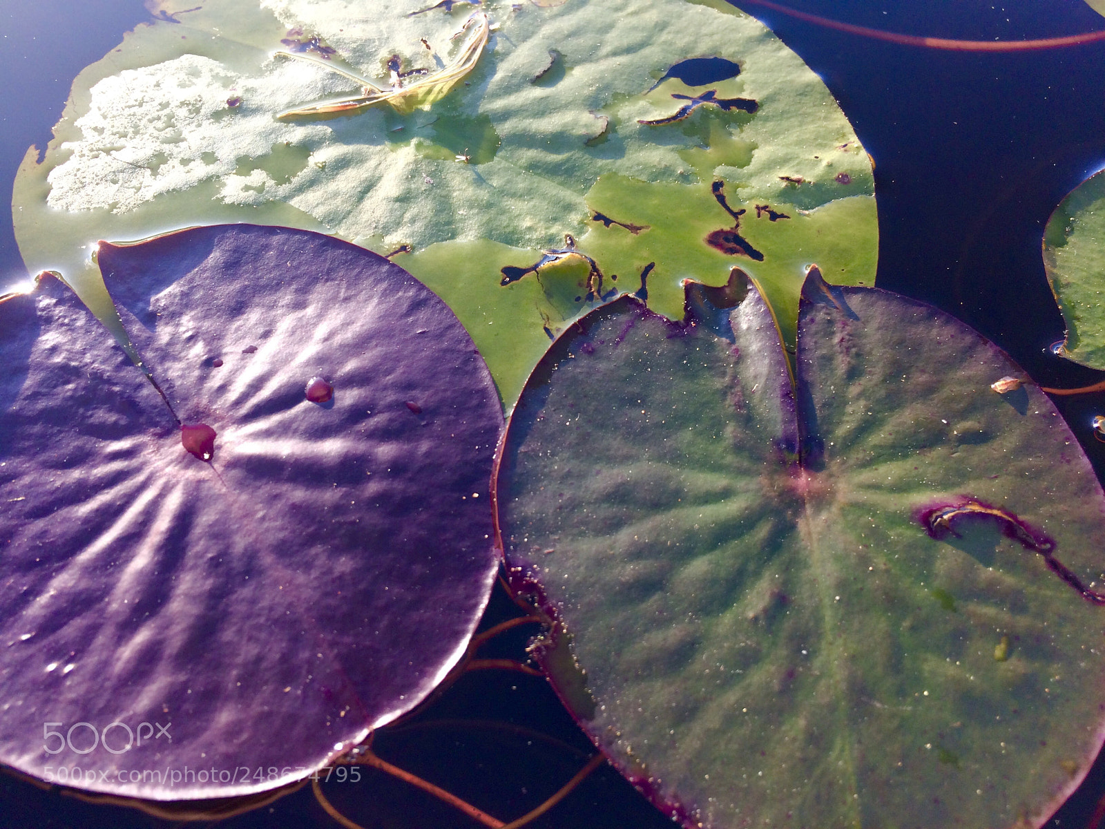 Apple iPhone 5s sample photo. Vegetation on lake photography