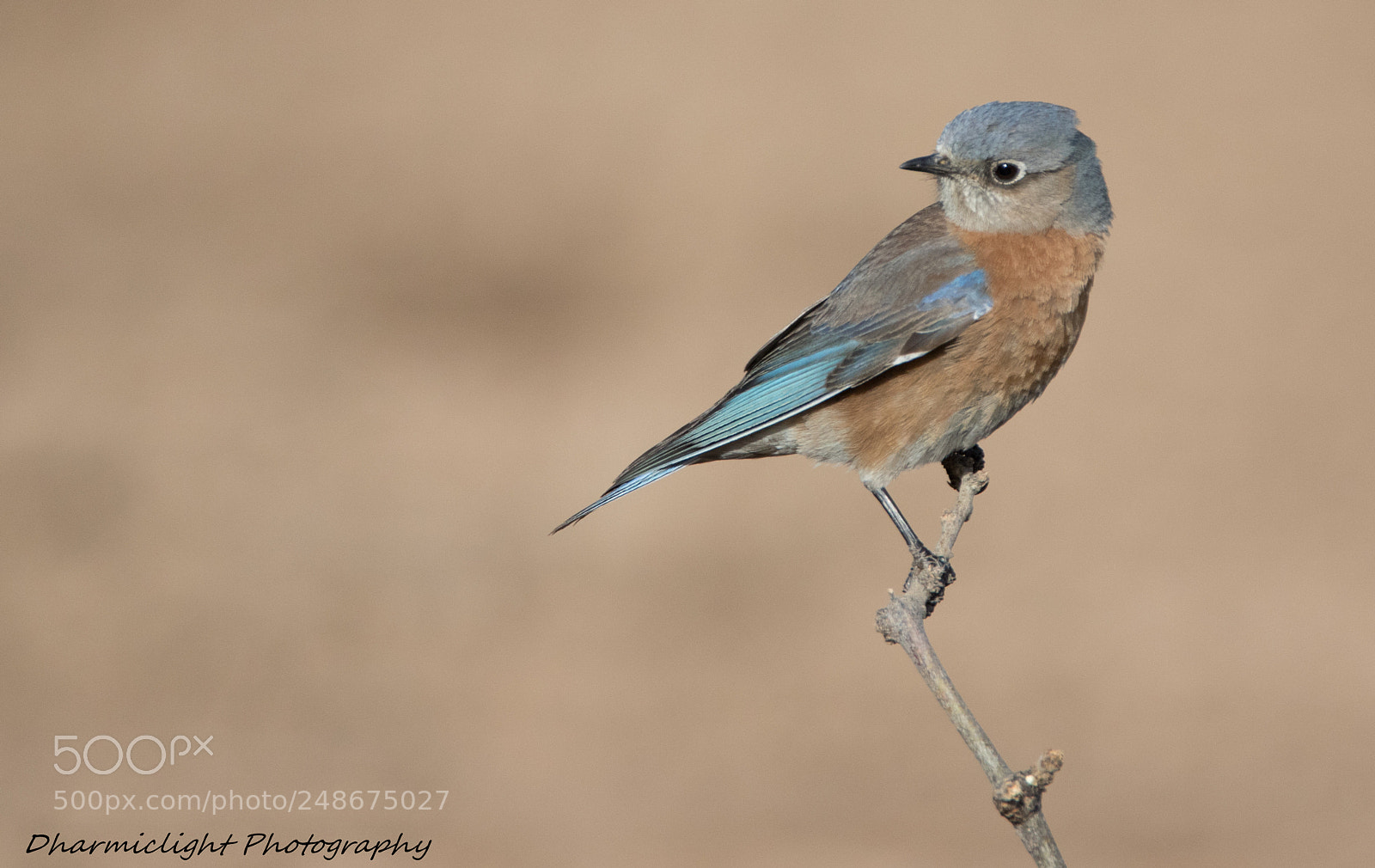 Canon EOS 7D Mark II sample photo. Blue joy photography