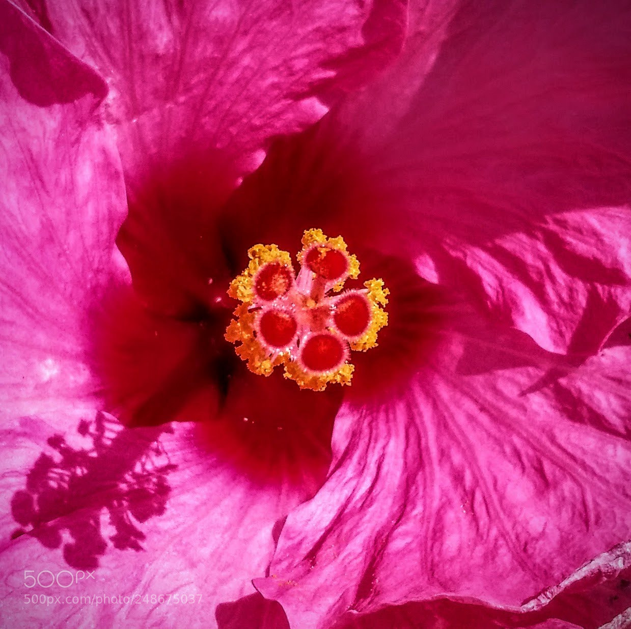 Samsung Galaxy S5 sample photo. Pink hibiscus photography