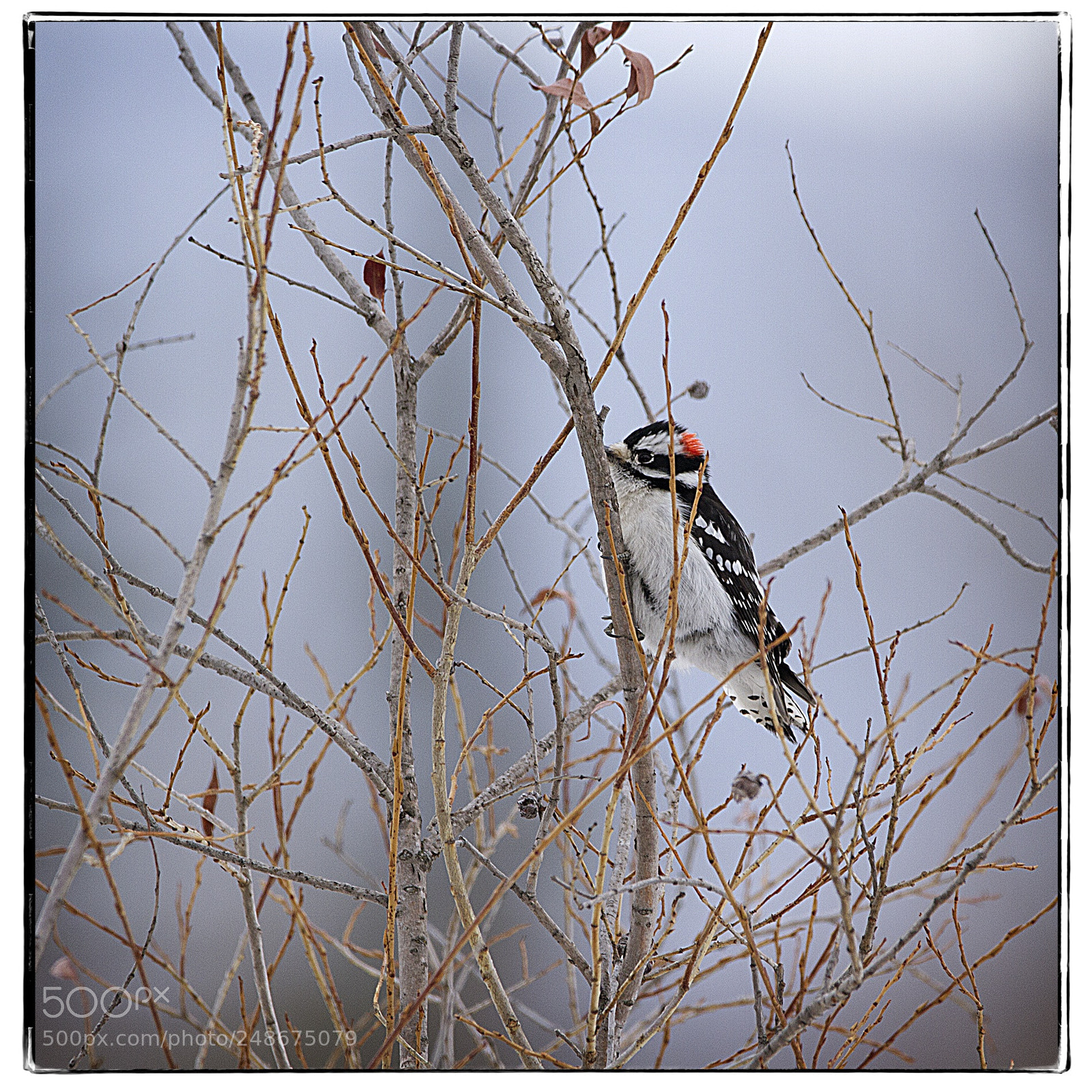 Canon EOS 7D sample photo. Downy woodpecker in the photography