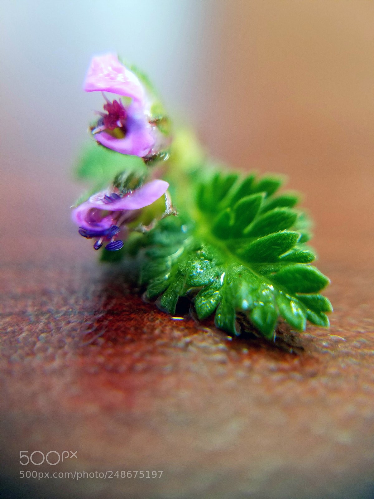 Samsung Galaxy S7 Edge sample photo. Macro mini photography