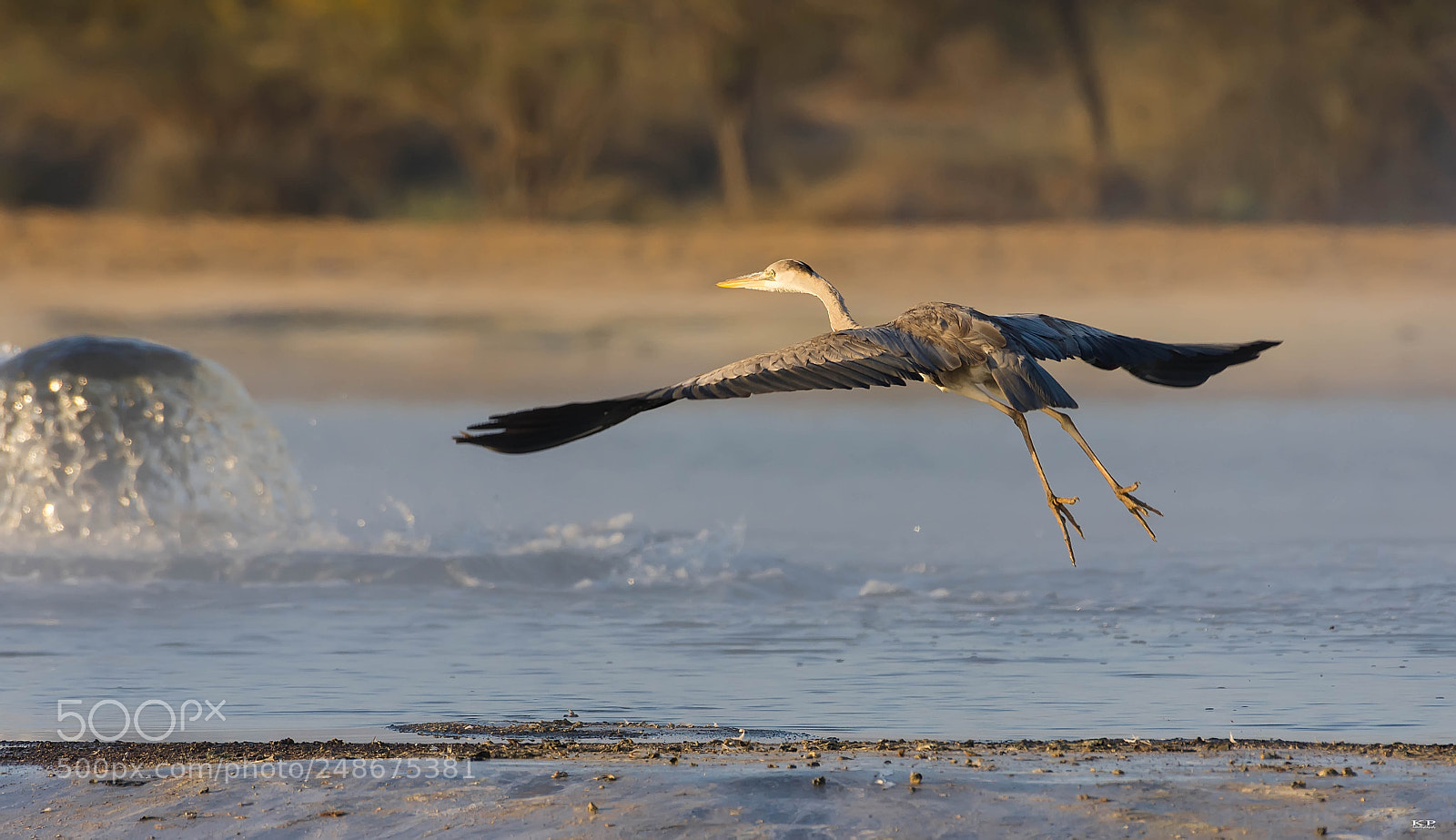 Nikon D7200 sample photo. Grey heron  take off.... photography