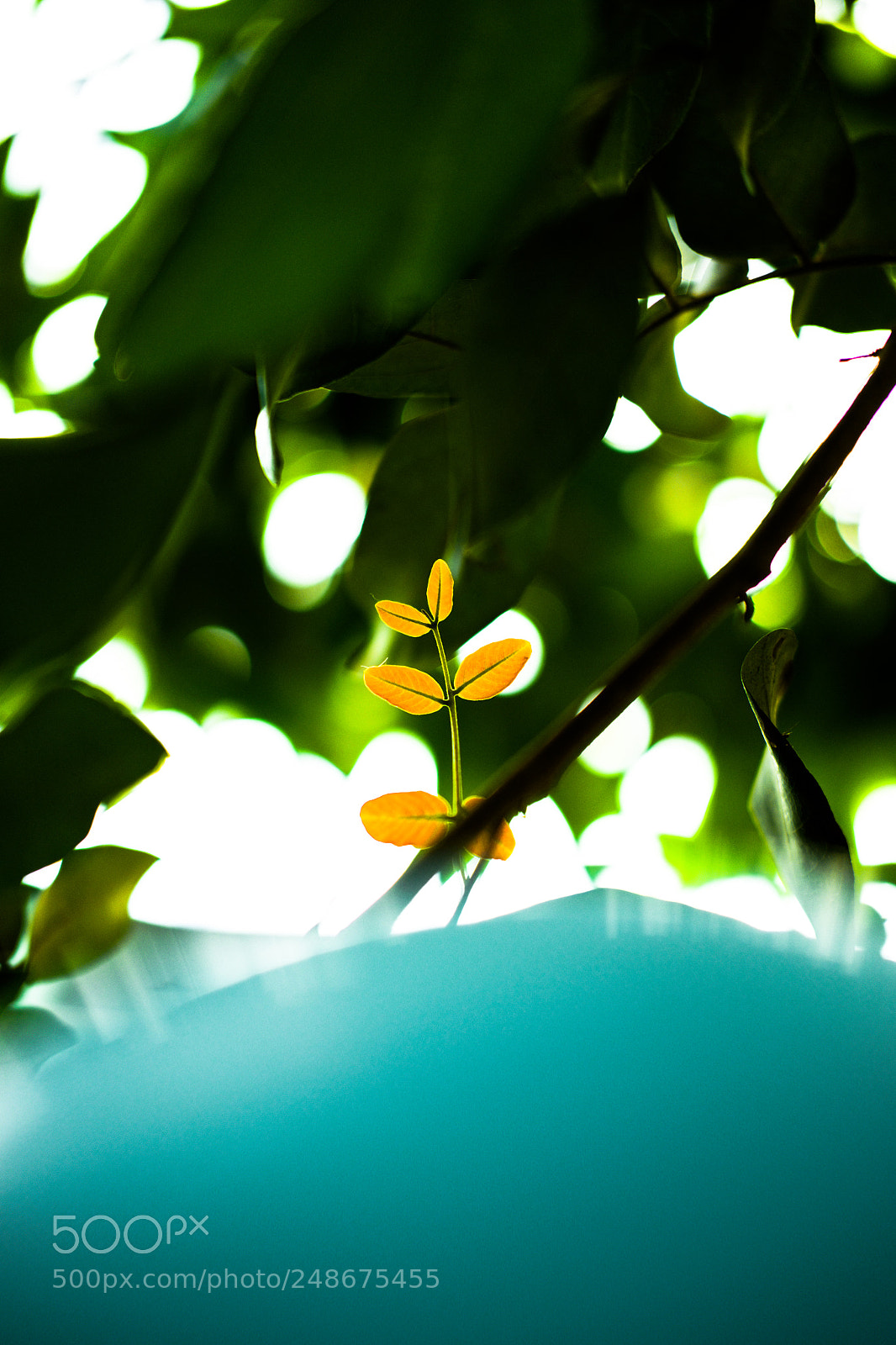 Fujifilm X-E2 sample photo. () photography