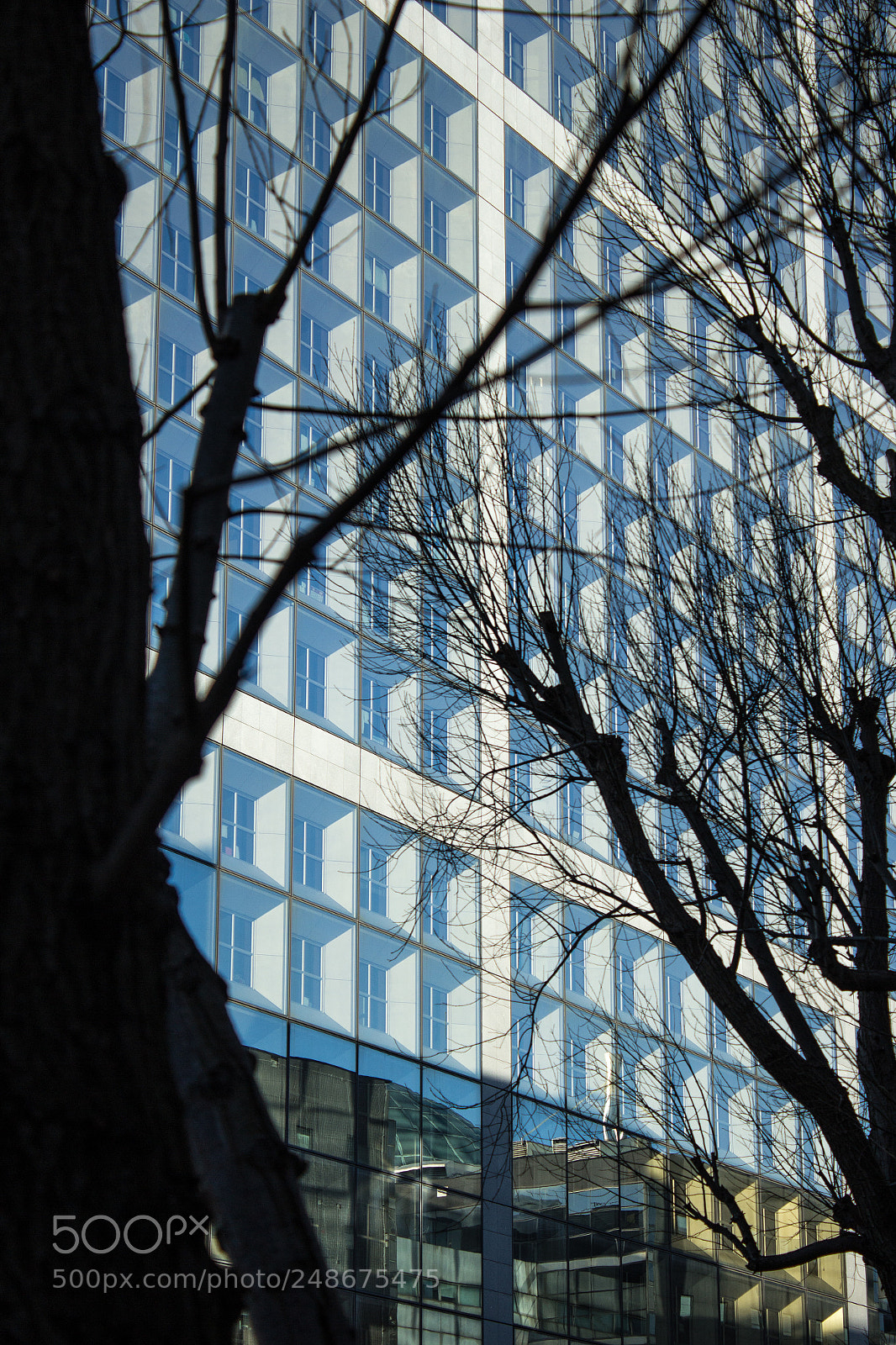 Canon EOS 600D (Rebel EOS T3i / EOS Kiss X5) sample photo. Arbres et carreaux photography
