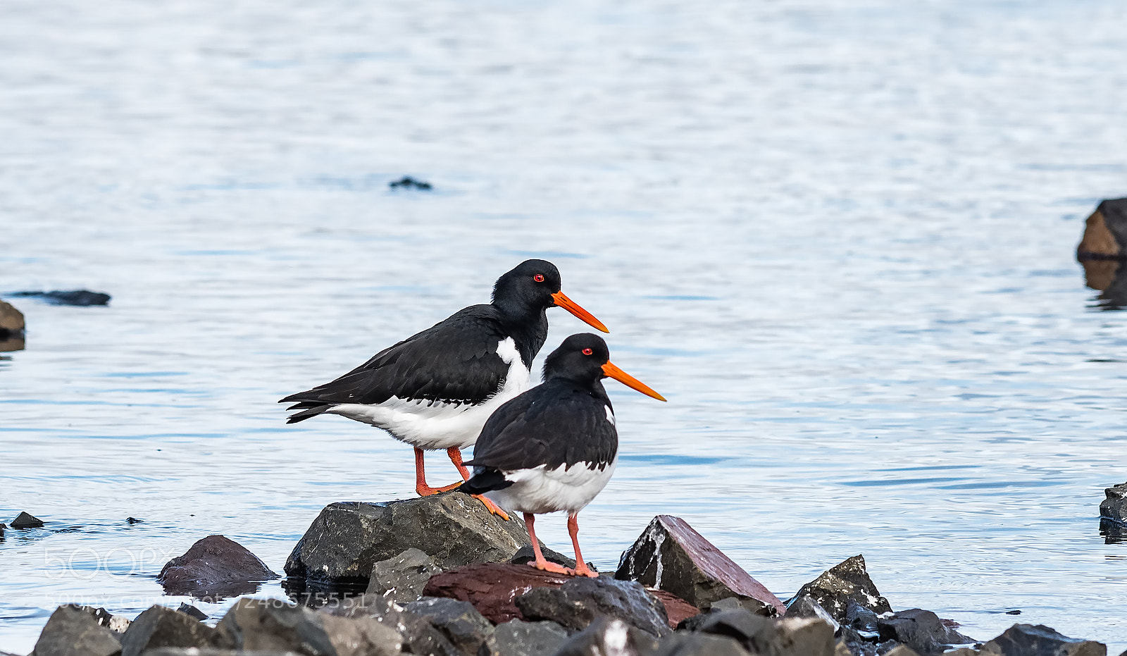 Nikon D500 sample photo. Eurasian oystercatcher photography