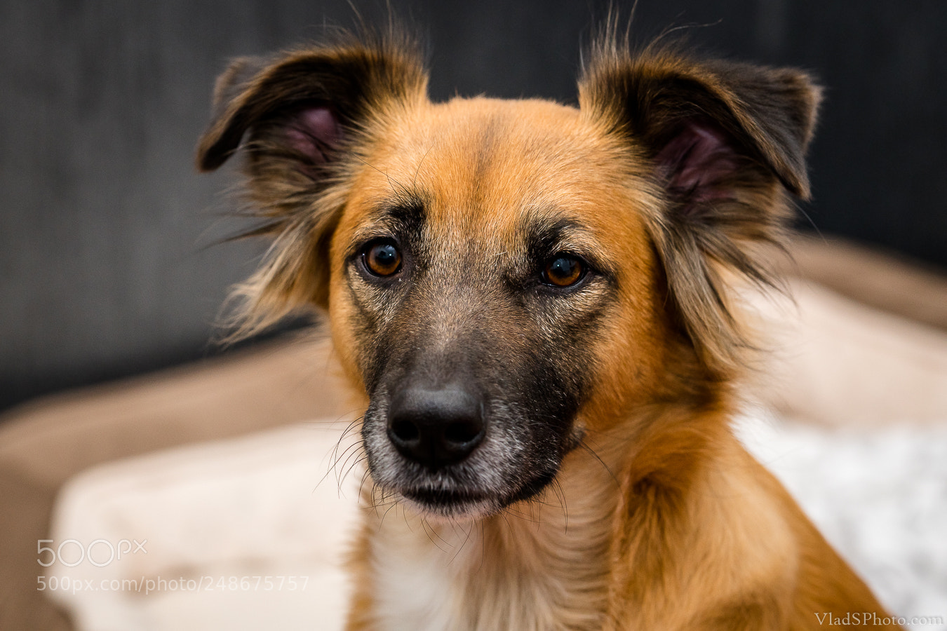 Nikon D850 sample photo. 29/365 photography
