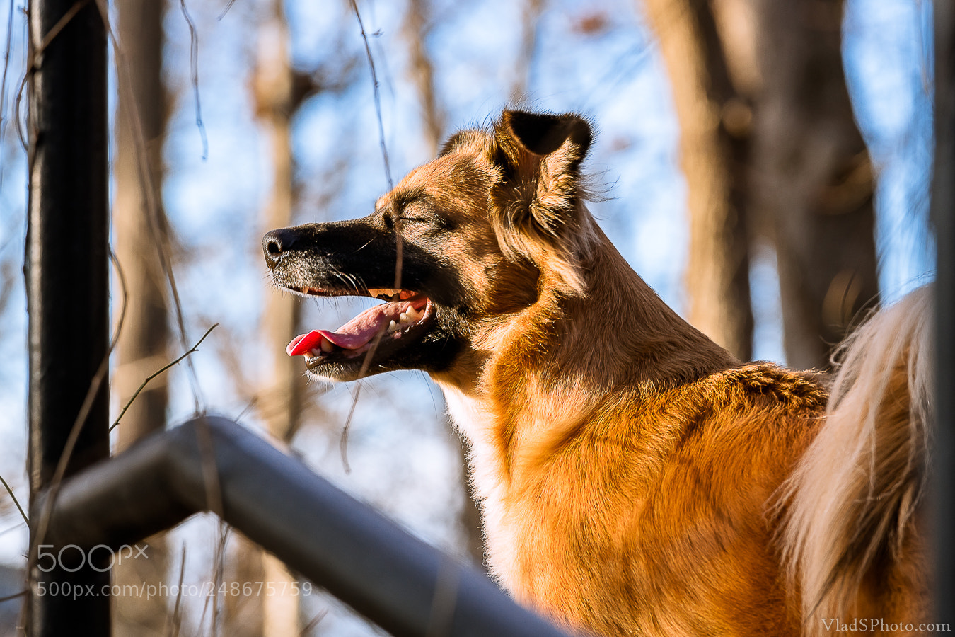 Nikon D850 sample photo. 30/365 photography
