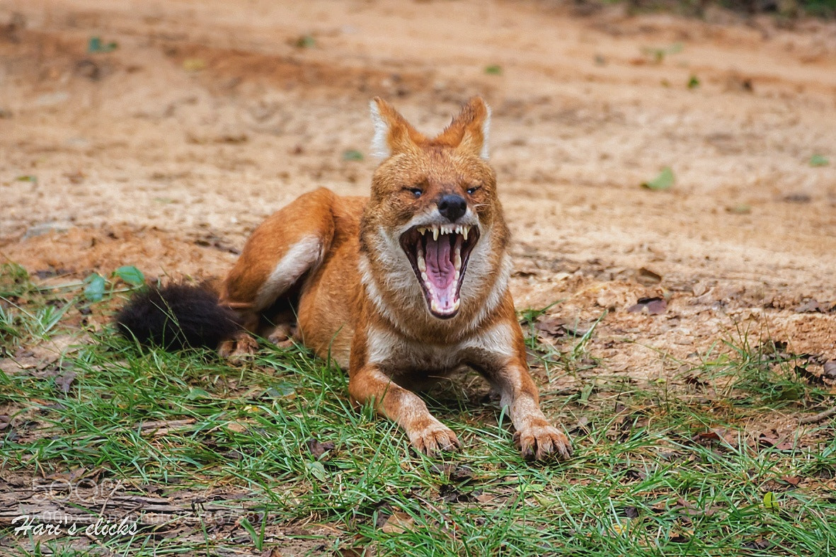 Canon EOS 700D (EOS Rebel T5i / EOS Kiss X7i) sample photo. Wild dog photography