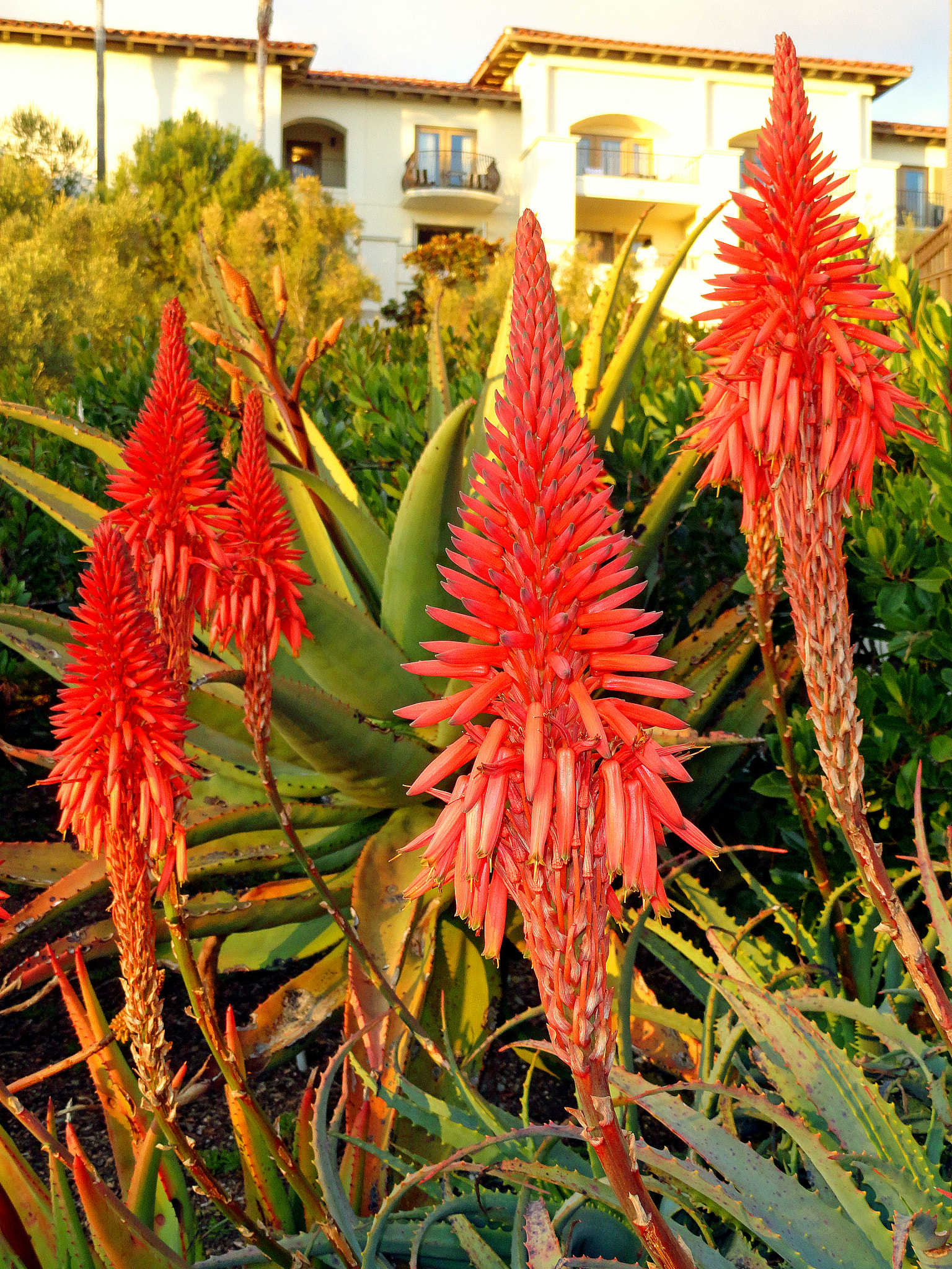 Sony Cyber-shot DSC-H70 sample photo. Dana point kniphofia uvaria photography