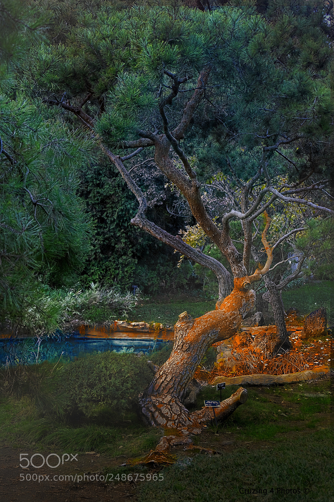 Fujifilm X-T20 sample photo. The old tree photography