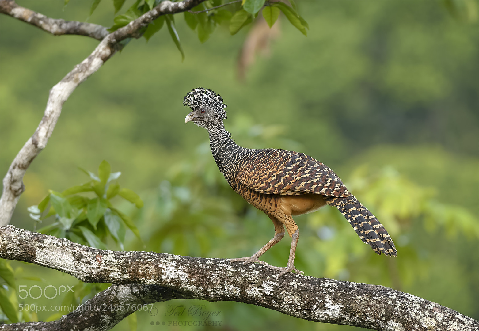 Nikon D4 sample photo. Great currasow (female-reddy-brown morph) photography