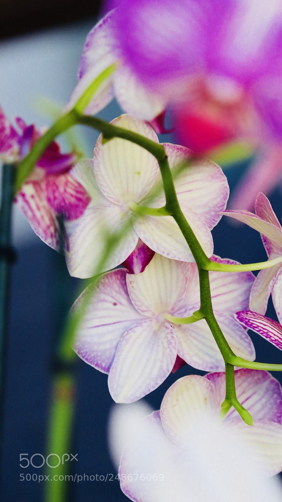 Canon EOS 80D sample photo. Gardens photography