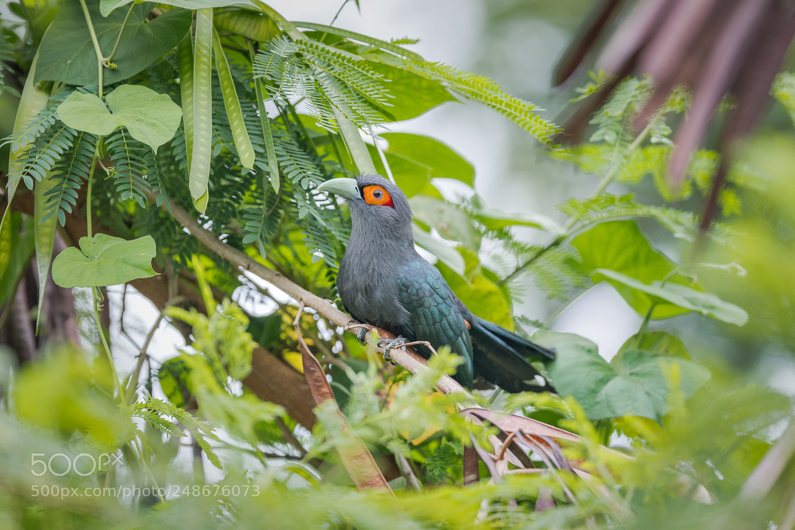 Nikon D850 sample photo. Chestnut-bellied malkoha photography