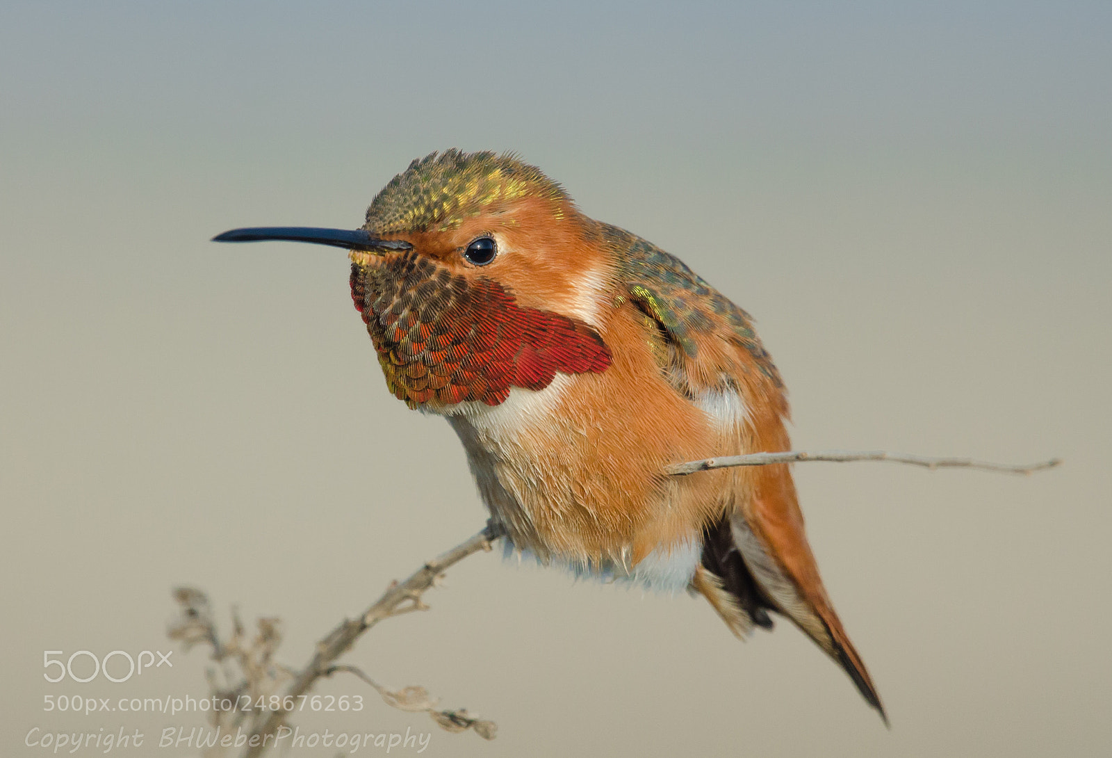 Nikon D7000 sample photo. Anna's hummingbird photography