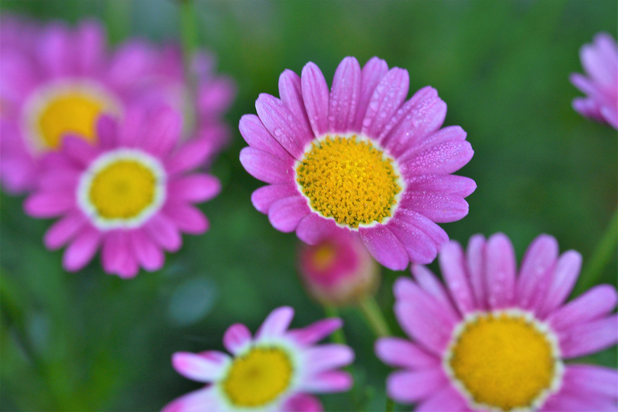Nikon D610 sample photo. Dewy flower photography