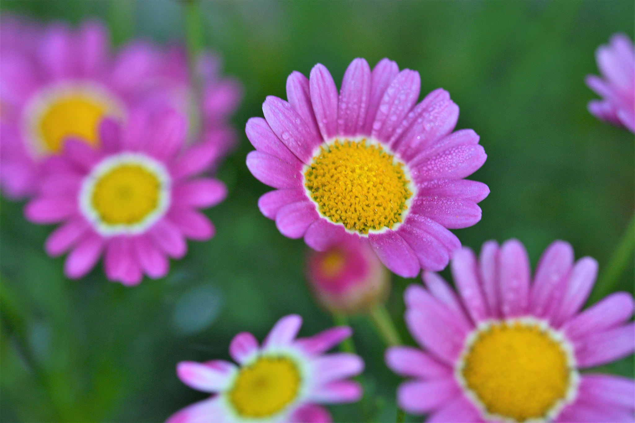 Sigma 105mm F2.8 EX DG OS HSM sample photo. Dewy flower photography