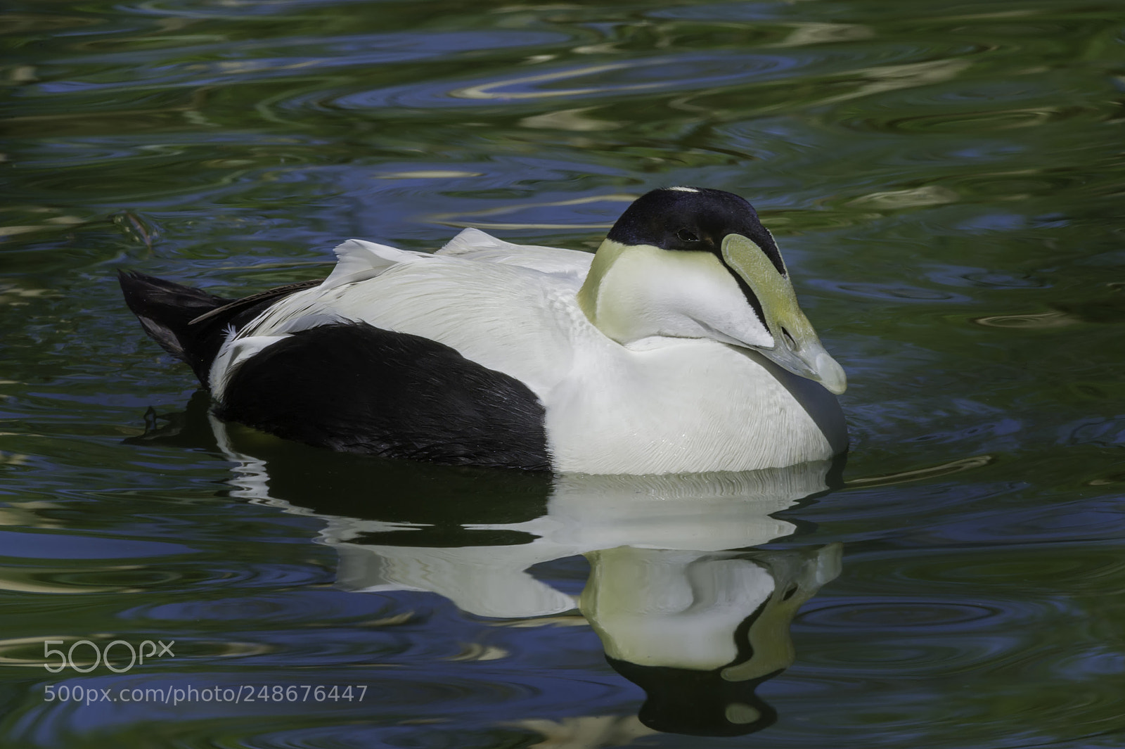 Nikon D3S sample photo. It's an eider photography