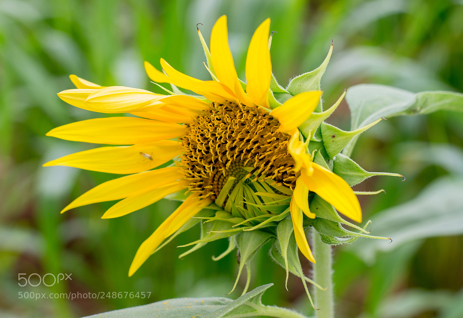 Canon EOS 700D (EOS Rebel T5i / EOS Kiss X7i) sample photo. Yellow color of life photography
