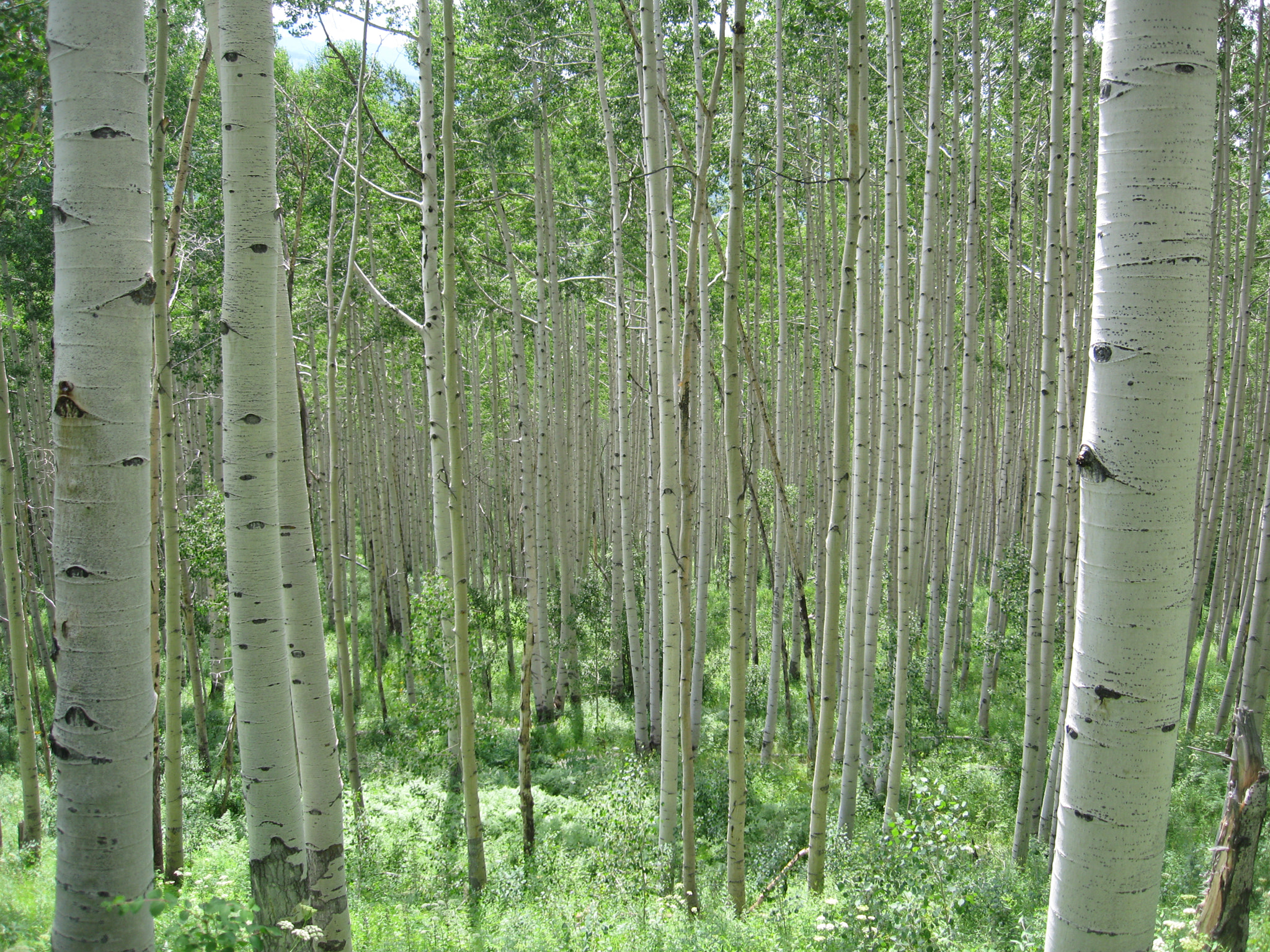 Canon POWERSHOT SD900 sample photo. Aspen trees in crested butte, co photography