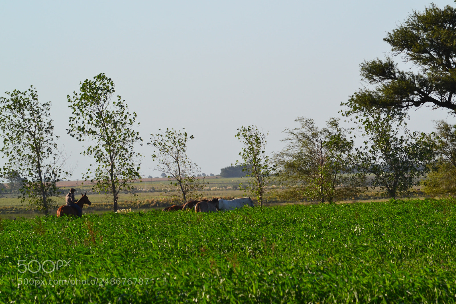 Nikon D3100 sample photo. 087.jpg photography