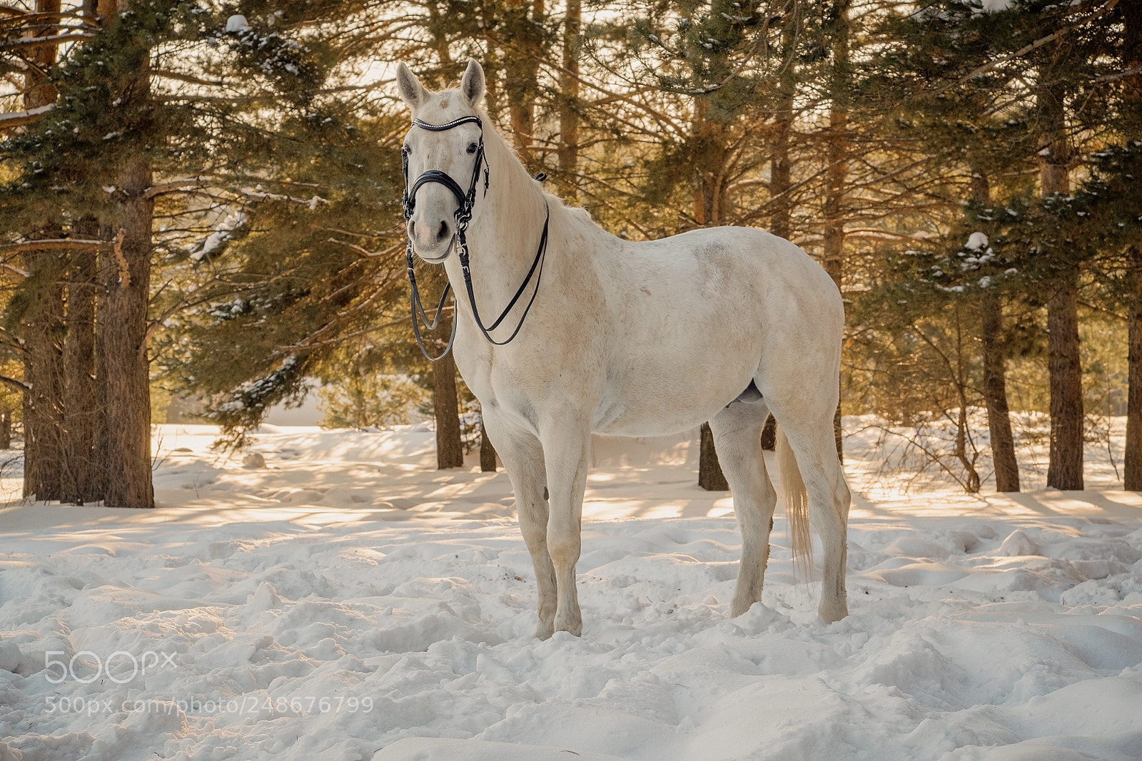 Fujifilm X-T1 sample photo. Азоват. photography