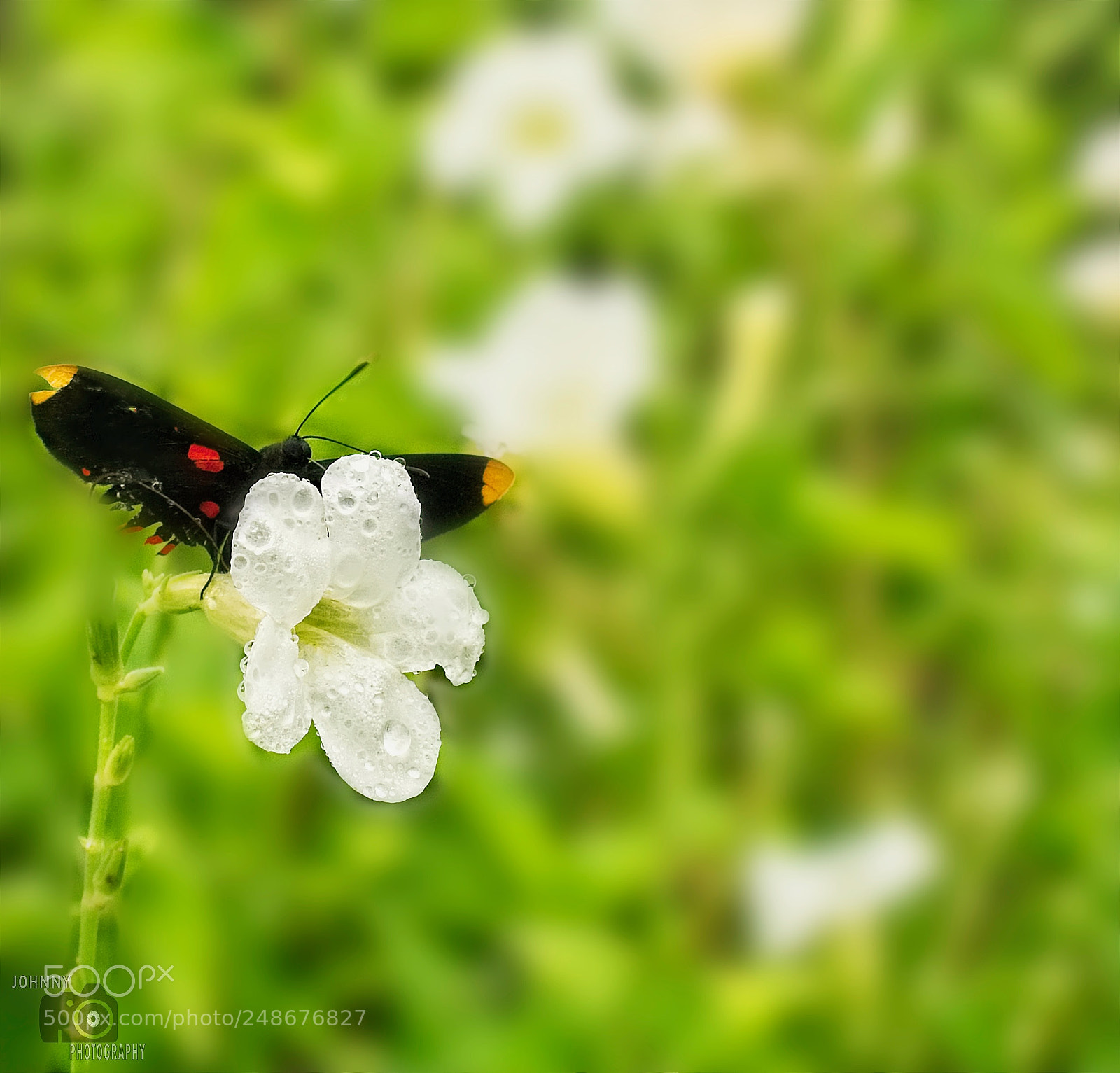 Sony a6000 sample photo. Buterfly. photography