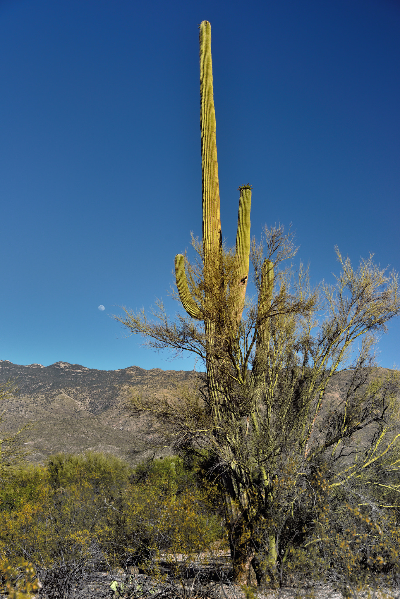 Nikon D800E + Nikon AF-S Nikkor 24-120mm F4G ED VR sample photo. The moon and mountains as a backdrop for a saguaro cactus photography