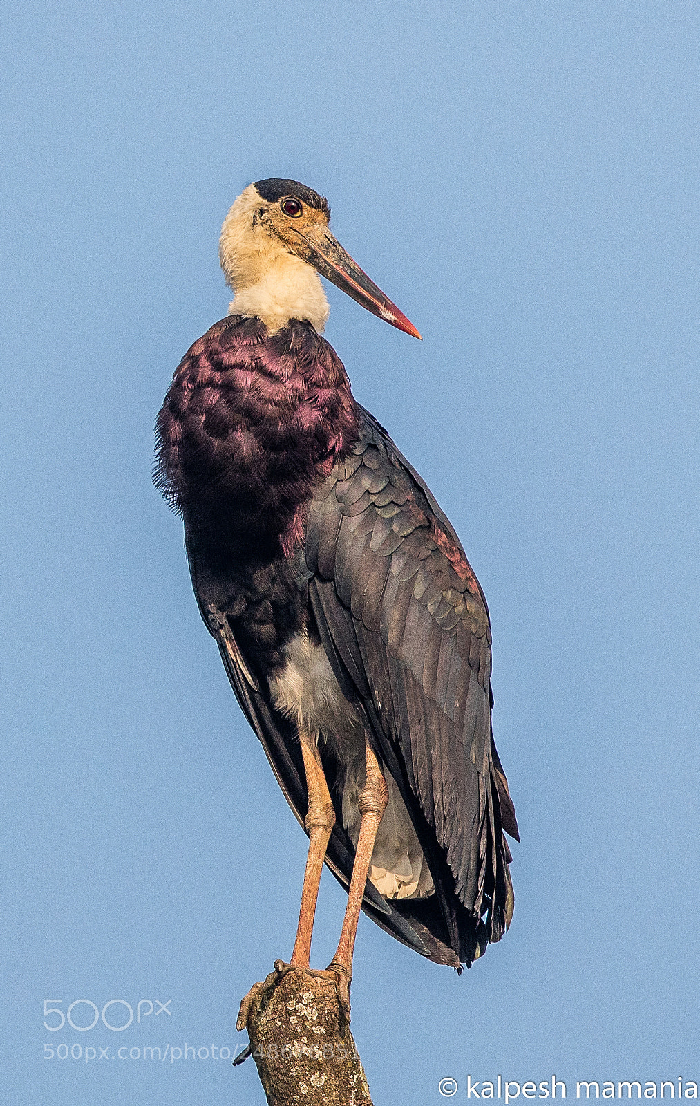 Canon EOS 5DS R sample photo. Wolly neck stork. photography