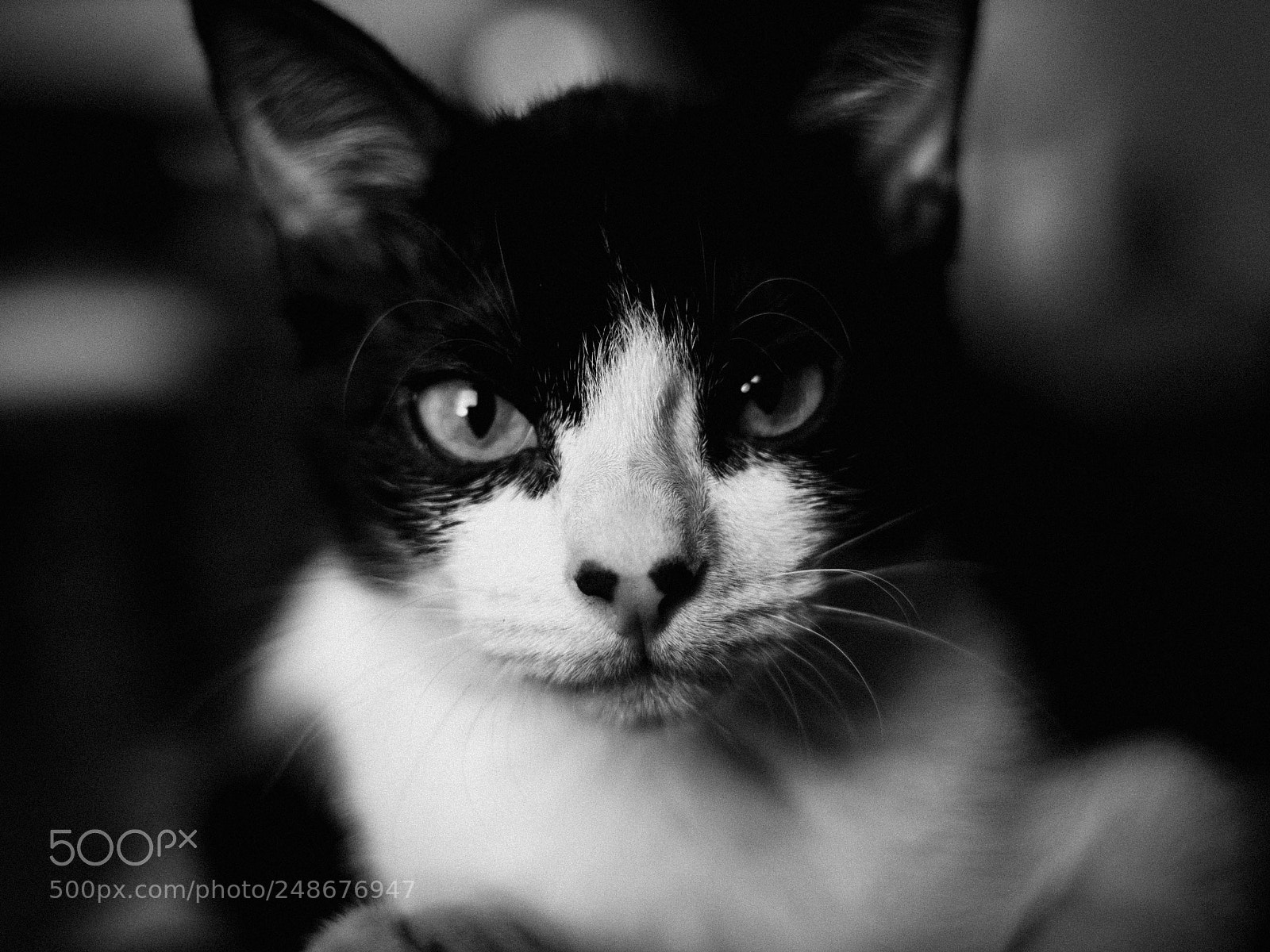 Canon EOS 60D sample photo. Abril (b&w redit) photography