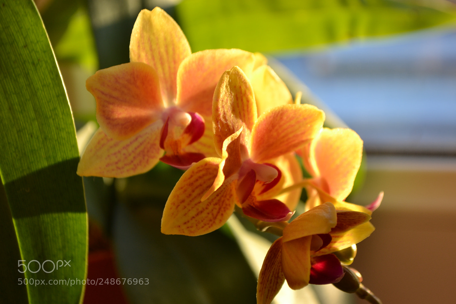 Nikon D3100 sample photo. Untitled photography