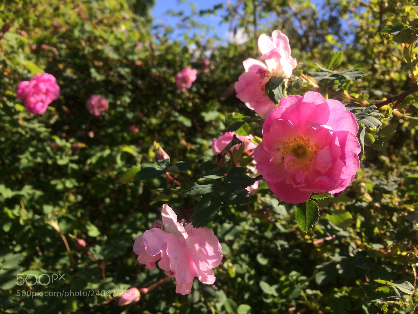 Apple iPhone 5s sample photo. Flower in summer photography