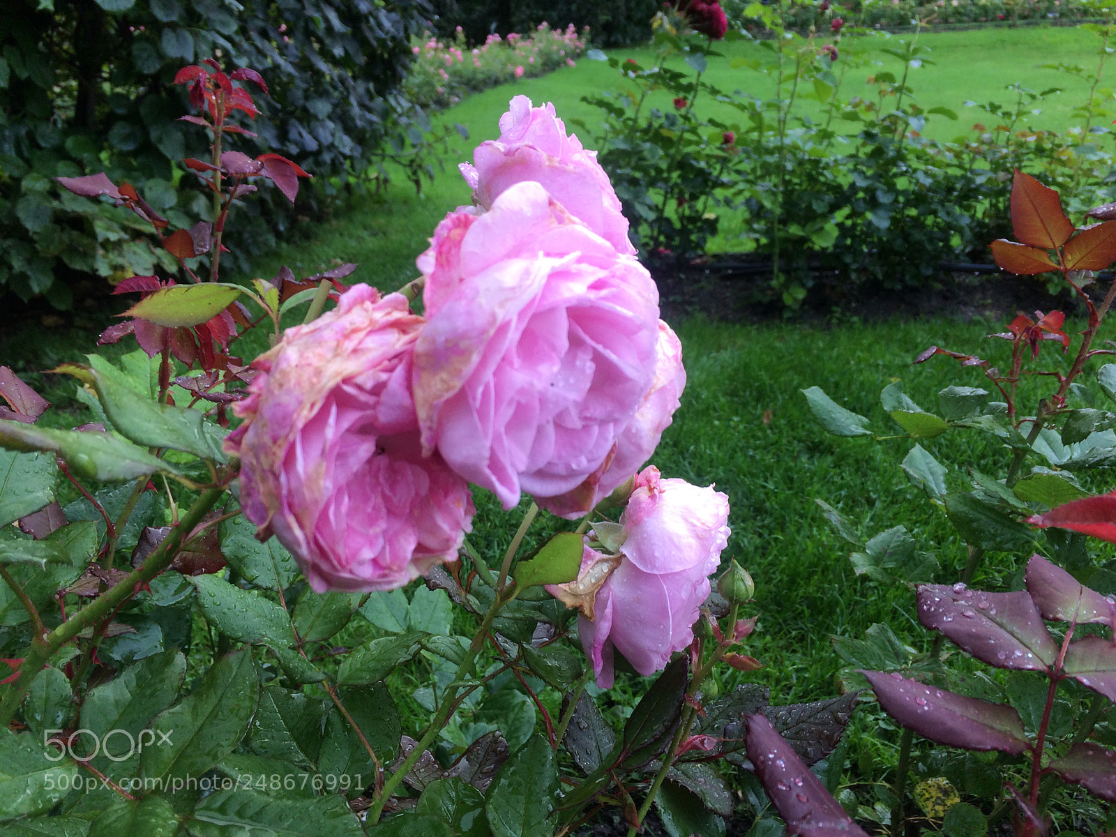 Apple iPhone 5s sample photo. Pink rose photography