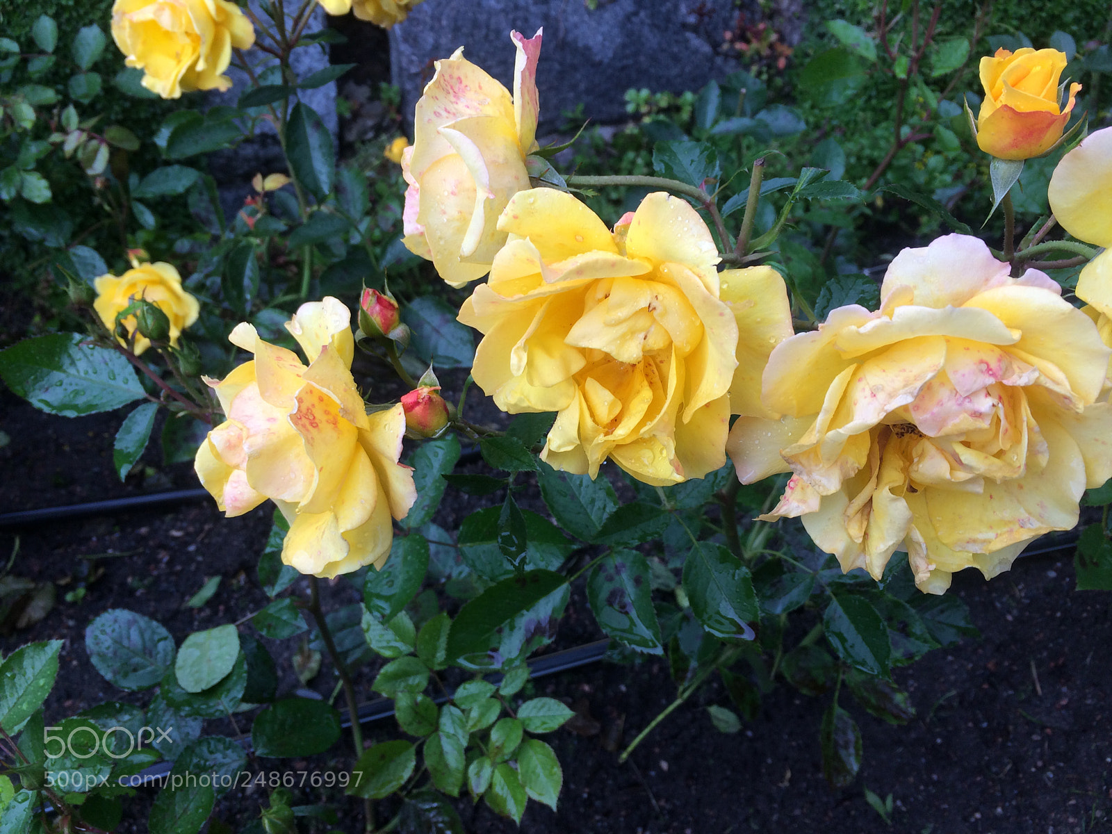 Apple iPhone 5s sample photo. Yellow rose photography